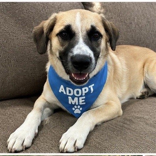 Gustaf, a Adoptable mixed breed in Portland, OR image 4/4