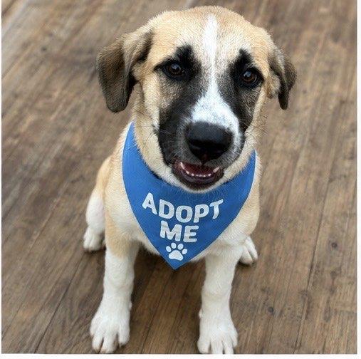 Gustaf, a Adoptable mixed breed in Portland, OR image 3/4