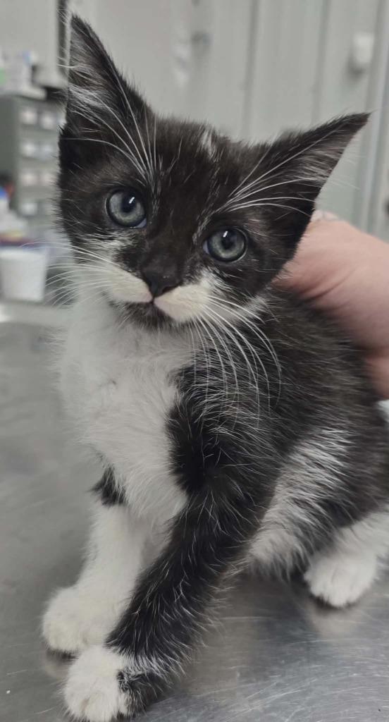 Dason, Adoptable, Kitten Male Domestic Short Hair.