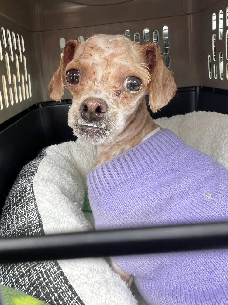 Pinky, Adoptable, Young Female Poodle.