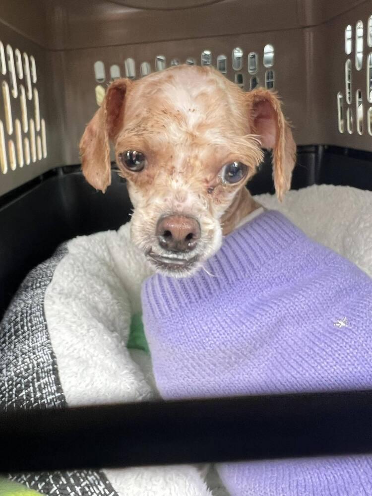 Enlarge Pinky, a Adoptable mixed breed in Claremont, CA image 2/3