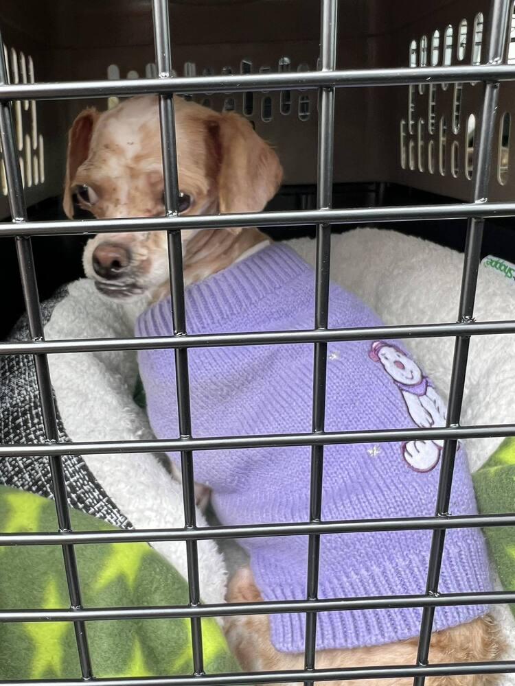 Enlarge Pinky, a Adoptable mixed breed in Claremont, CA image 3/3