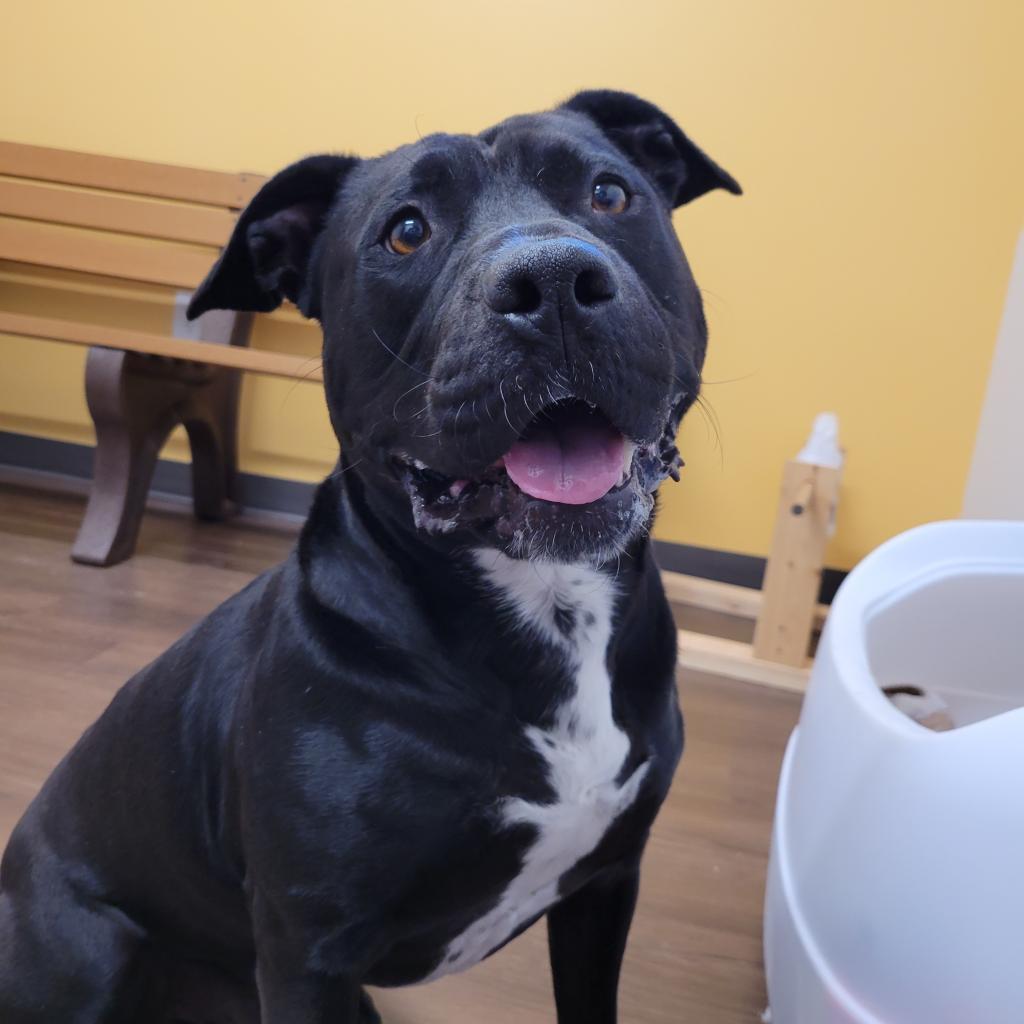 Zeus, Adoptable, Adult Male Pit Bull Terrier.