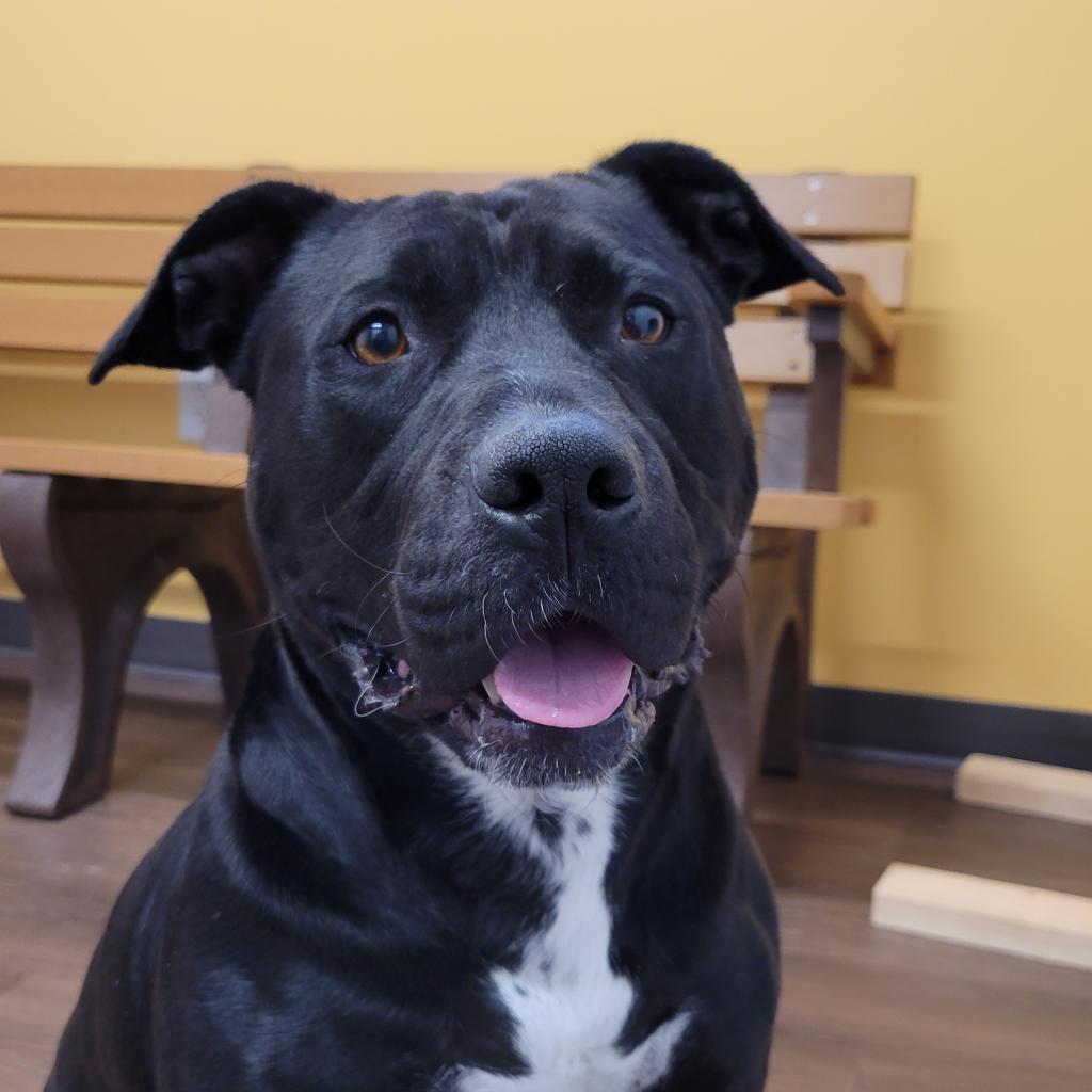 Enlarge Zeus, a Adoptable Pit Bull Terrier in Nashville, IN image 2/5