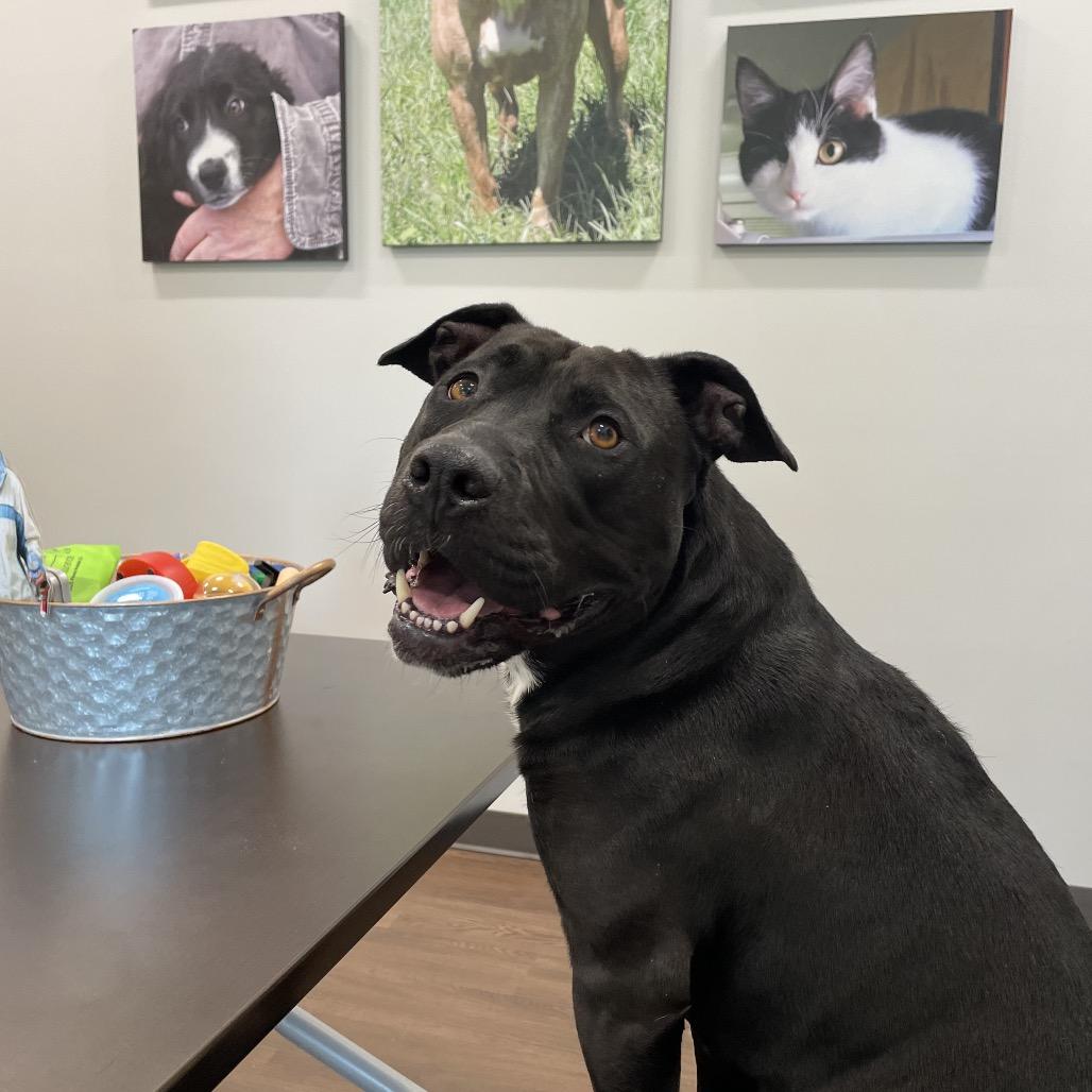 Enlarge Zeus, a Adoptable Pit Bull Terrier in Nashville, IN image 3/5