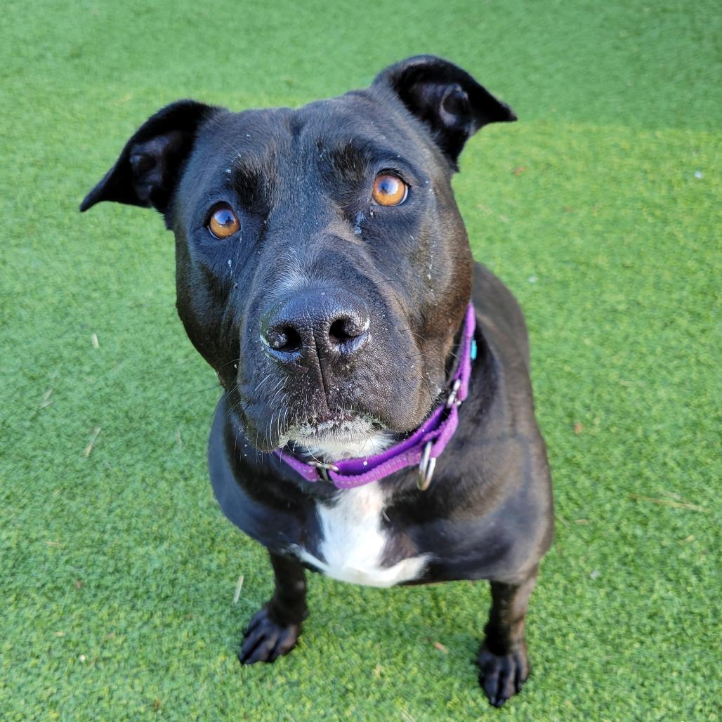 Enlarge Zeus, a Adoptable Pit Bull Terrier in Nashville, IN image 3/5