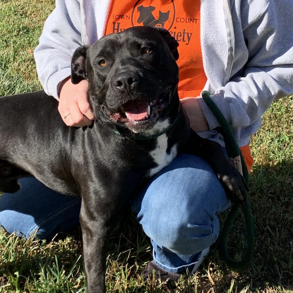 Enlarge Zeus, a Adoptable Pit Bull Terrier in Nashville, IN image 4/5