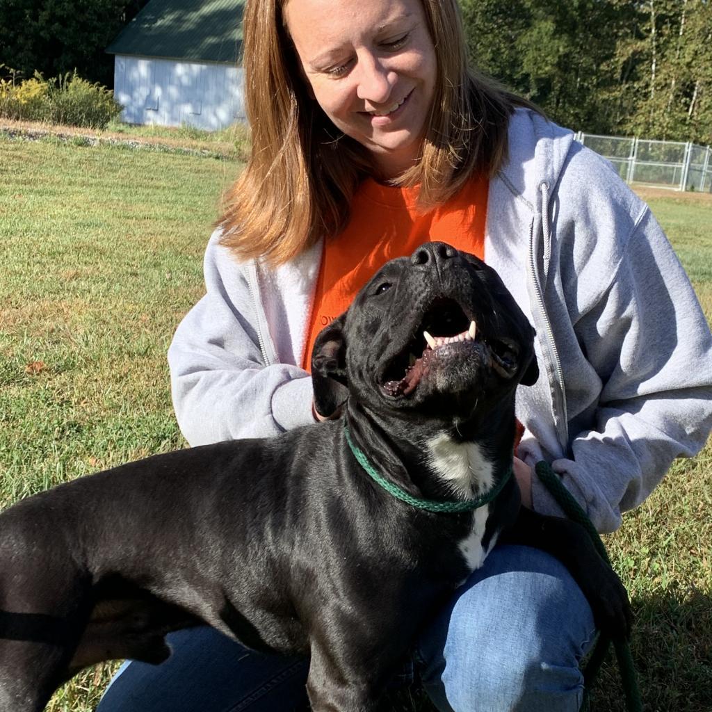 Enlarge Zeus, a Adoptable Pit Bull Terrier in Nashville, IN image 5/5