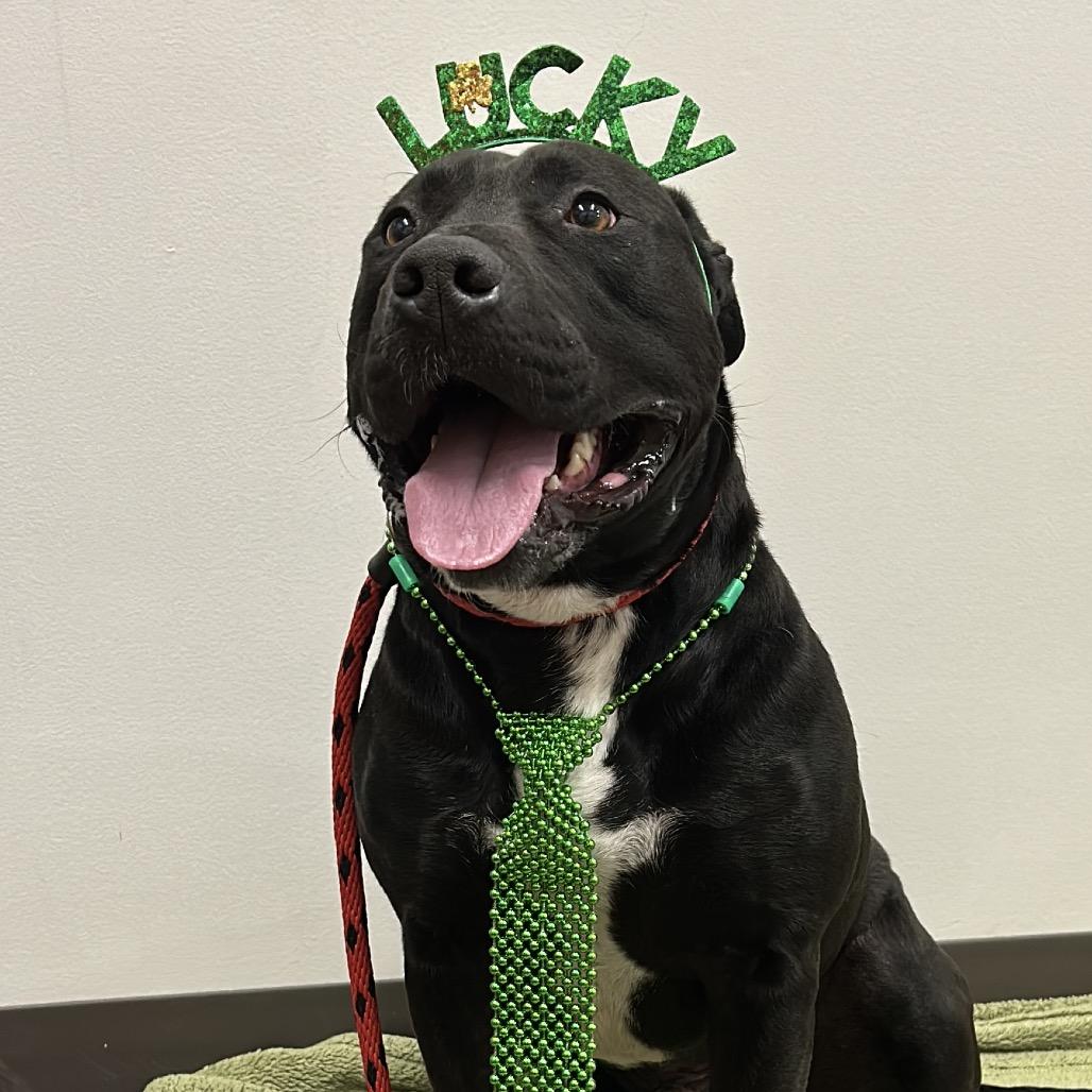 Enlarge Zeus, a Adoptable Pit Bull Terrier in Nashville, IN image 5/5