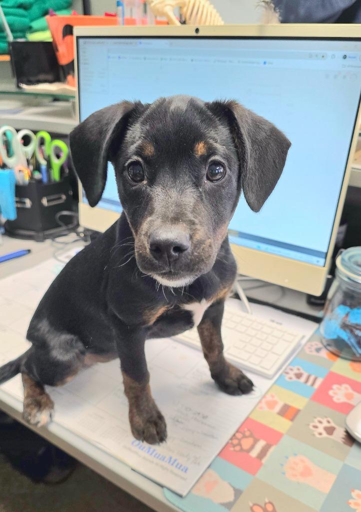Enlarge Eco, a Adoptable mixed breed in Pratt, KS image 1/1
