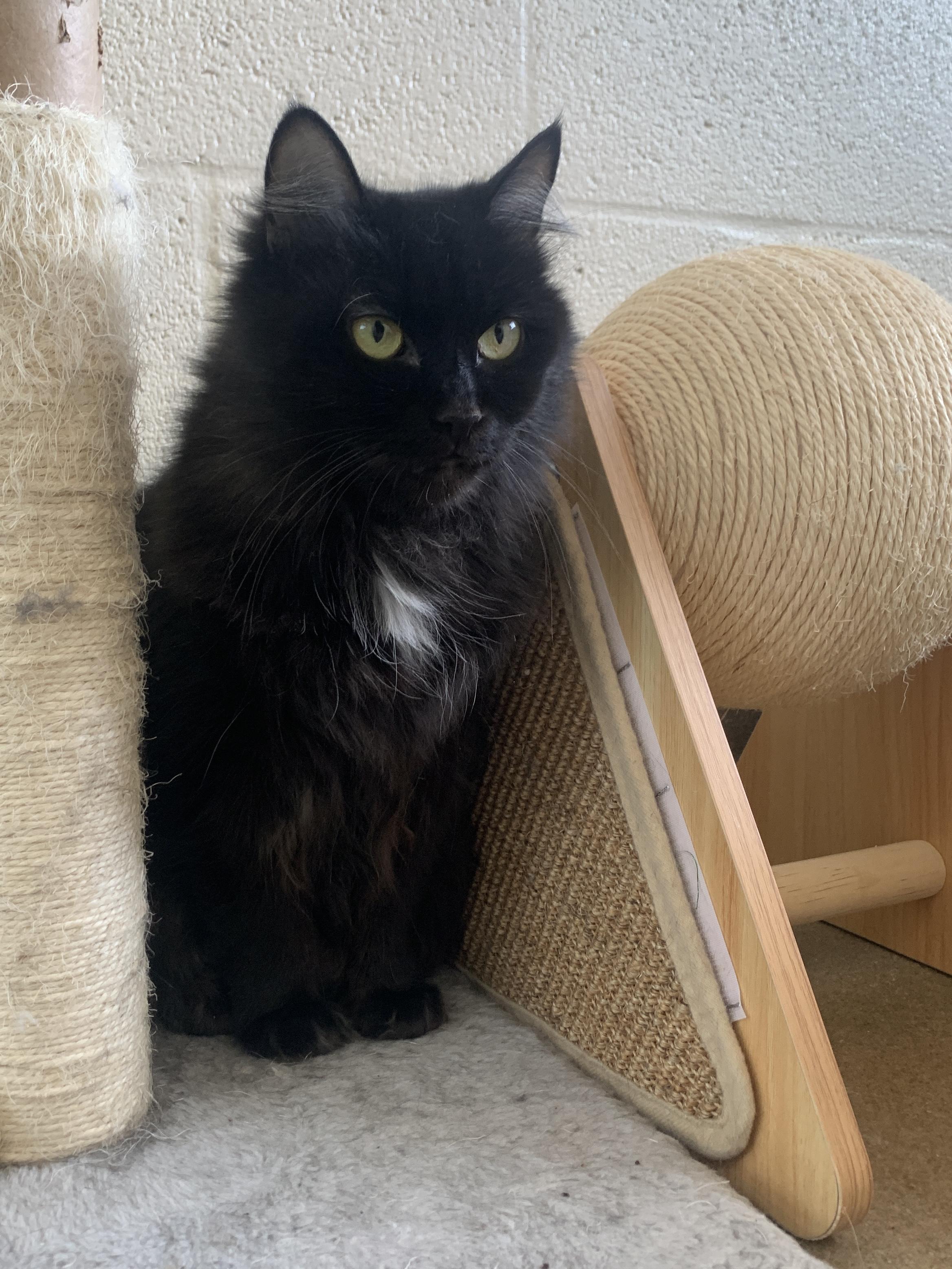 Enlarge Baby Shae, an adopted Domestic Medium Hair in Winchester, VA image 3/6