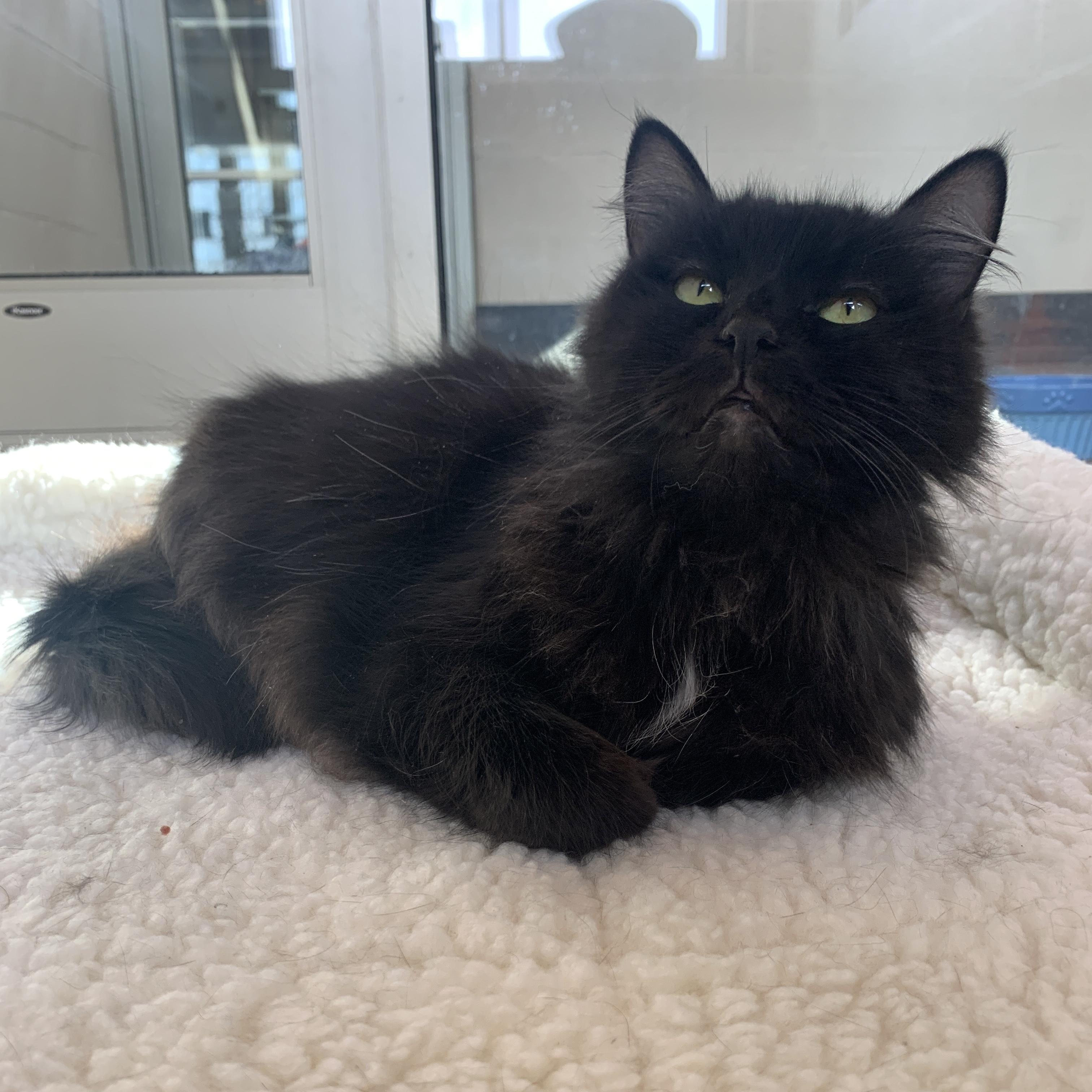 Enlarge Baby Shae, an adopted Domestic Medium Hair in Winchester, VA image 4/6