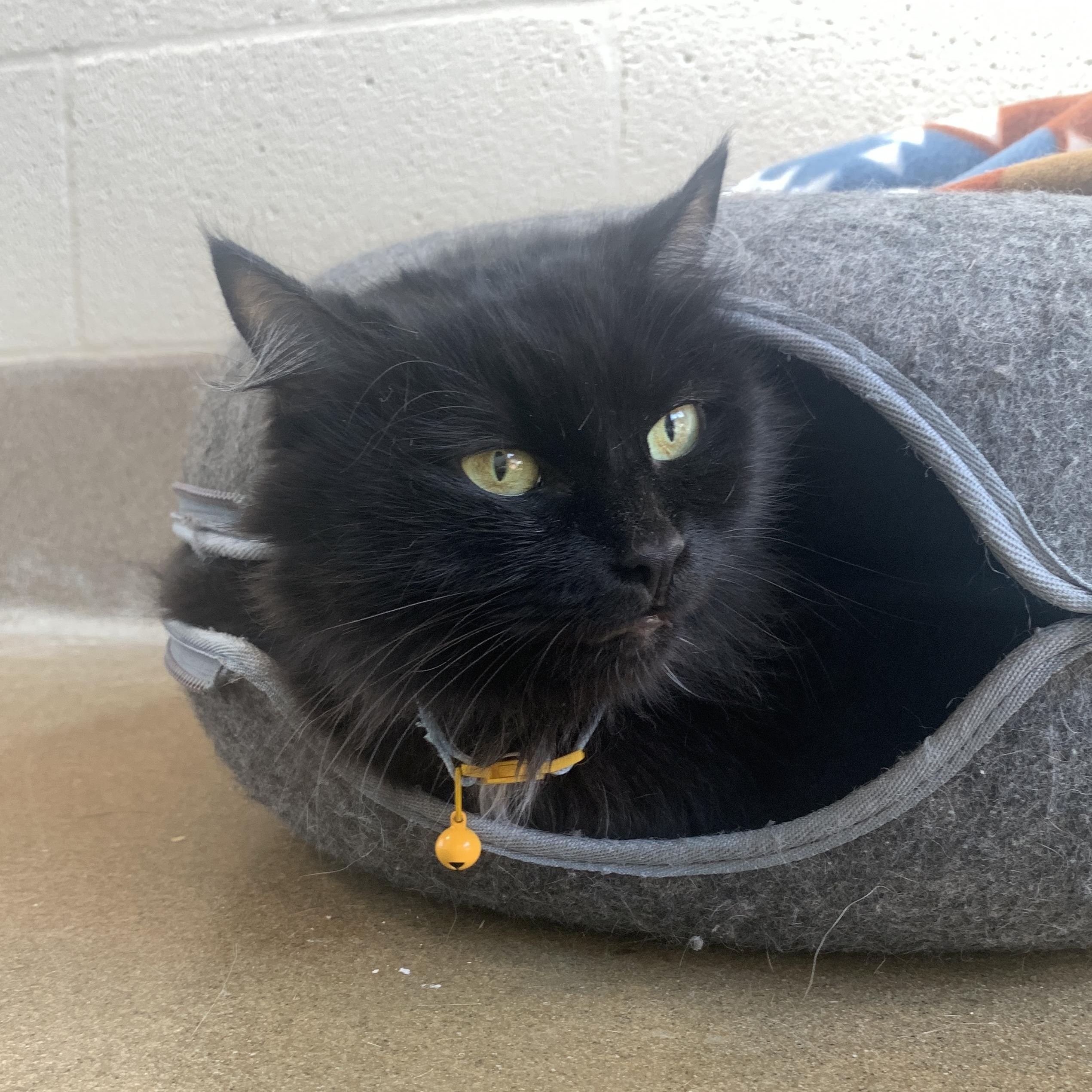 Enlarge Baby Shae, an adopted Domestic Medium Hair in Winchester, VA image 2/6