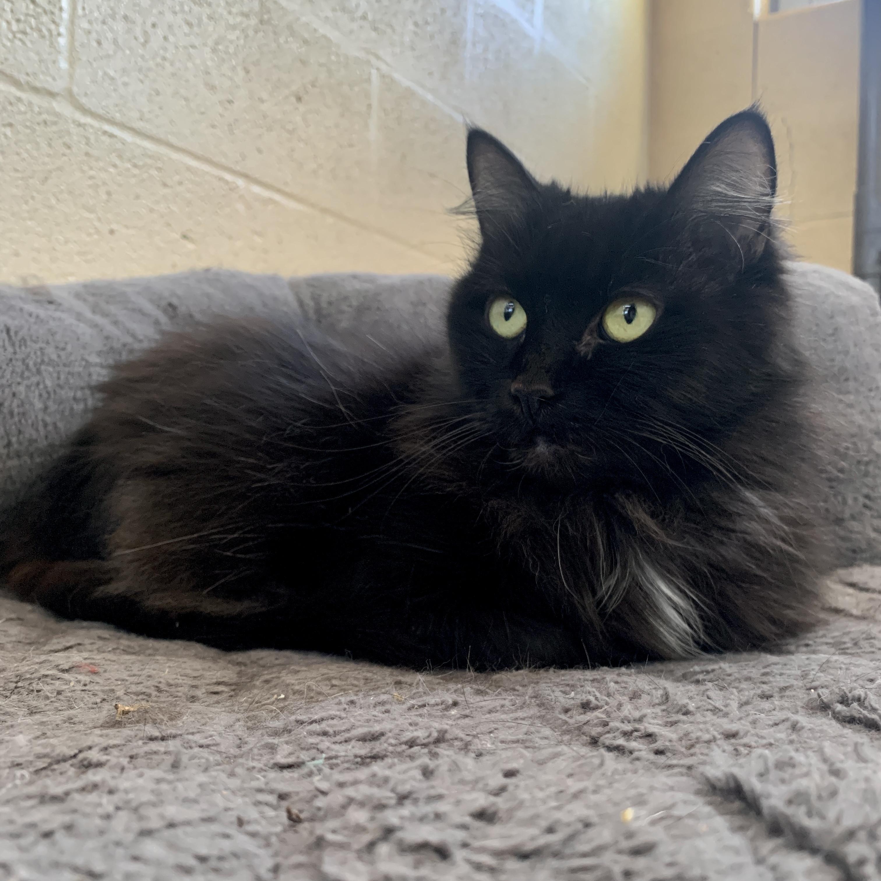 Enlarge Baby Shae, an adopted Domestic Medium Hair in Winchester, VA image 6/6