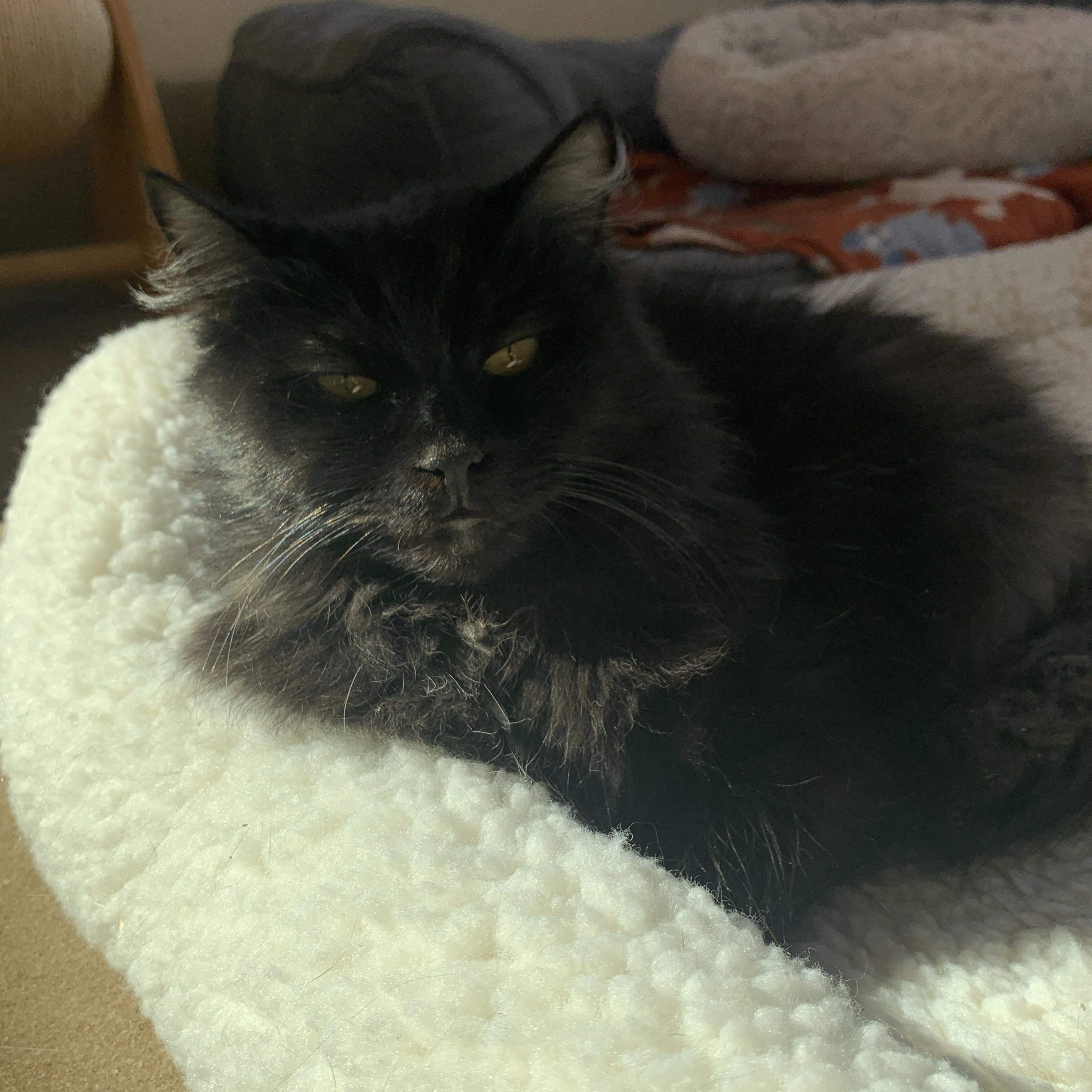 Enlarge Baby Shae, an adopted Domestic Medium Hair in Winchester, VA image 5/6