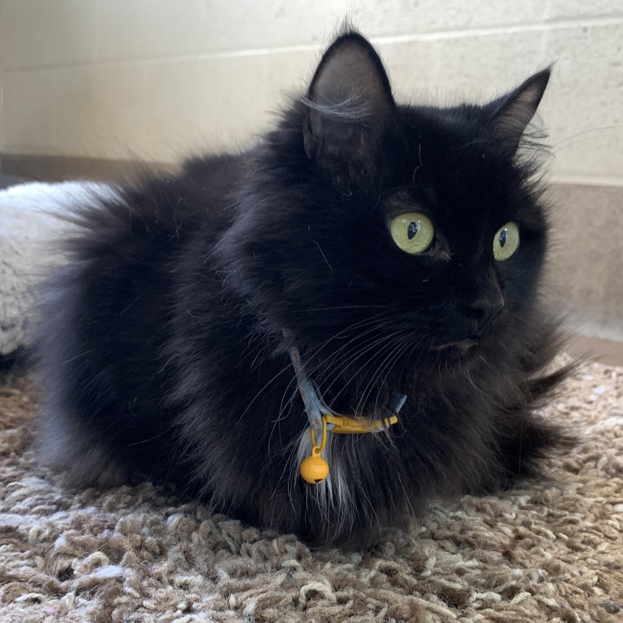Baby Shae, adopted, Adult Female Domestic Medium Hair.