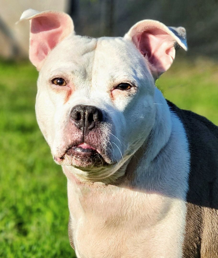 23-417 Nefertari, an adoptable Pit Bull Terrier in Amityville, NY, 11701 | Photo Image 1