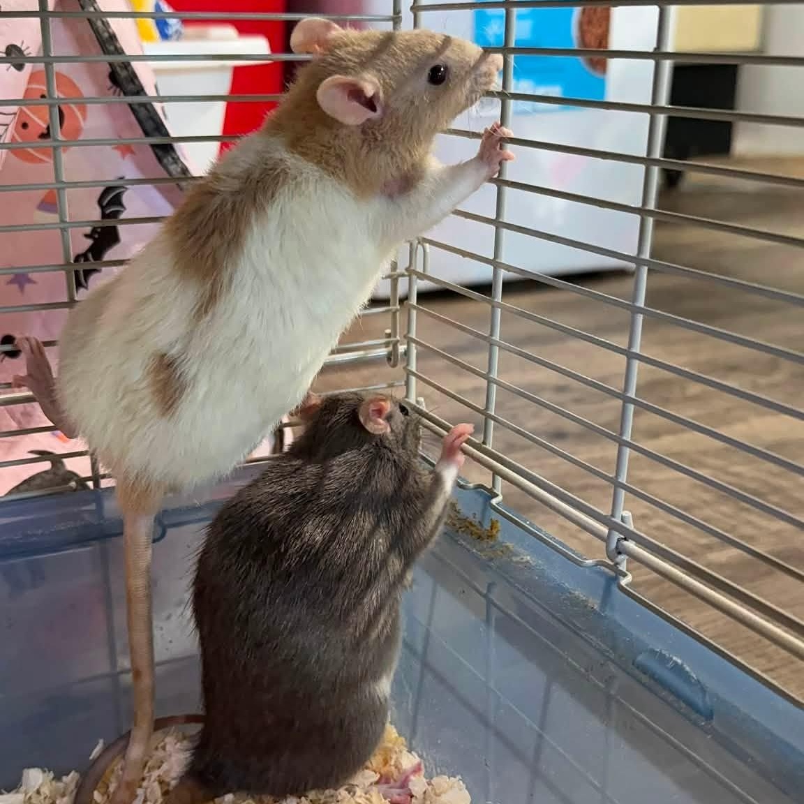 Remy & PhePhe, ADOPTABLE, Young Female Rat.
