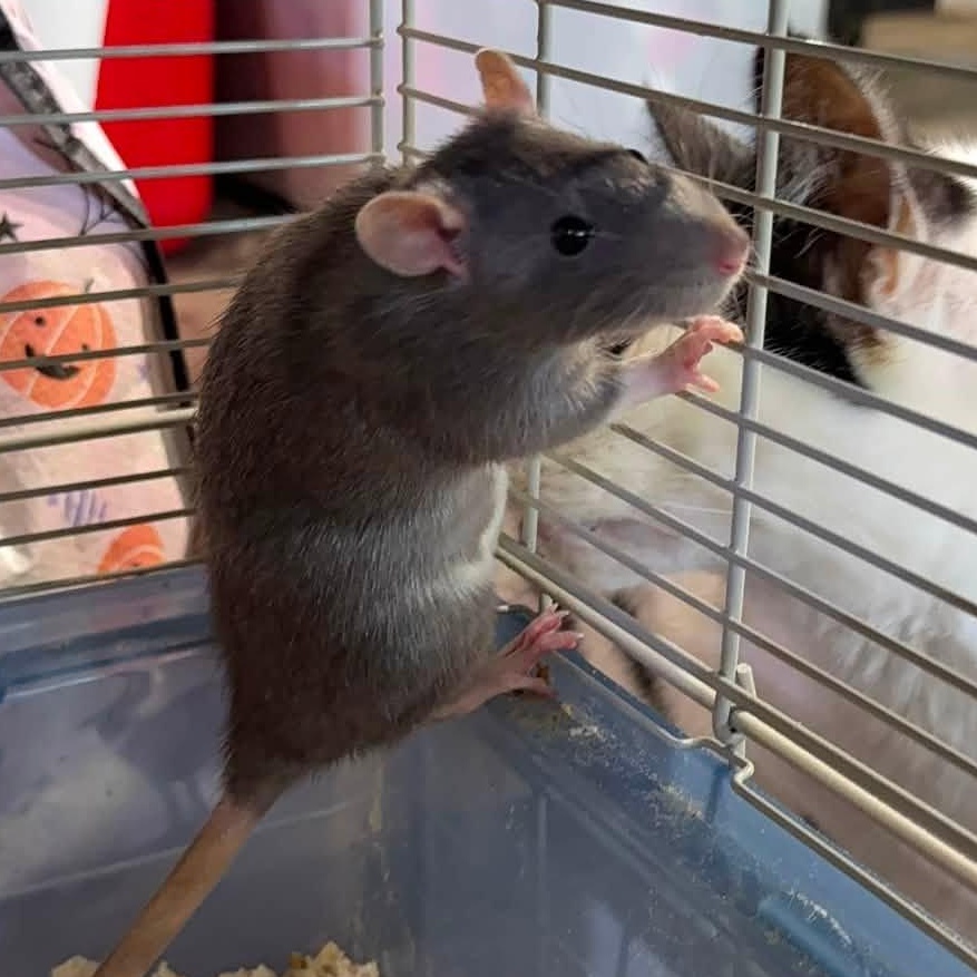 Remy & PhePhe, a ADOPTABLE Rat in Alma, MI image 2/3