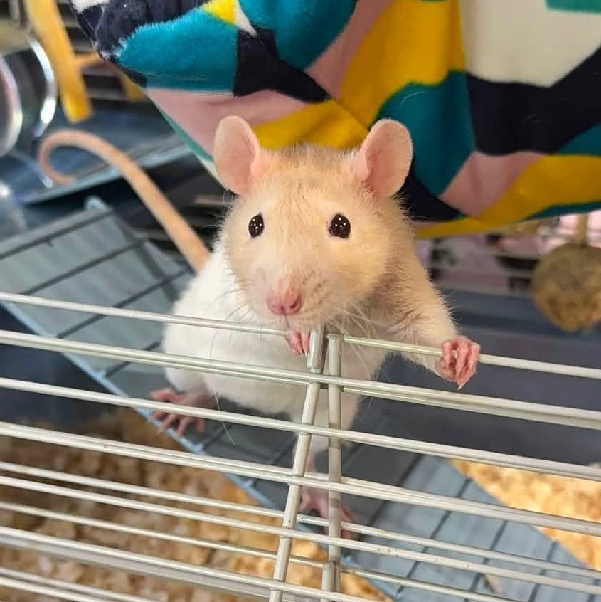 Remy & PhePhe, a ADOPTABLE Rat in Alma, MI image 3/3