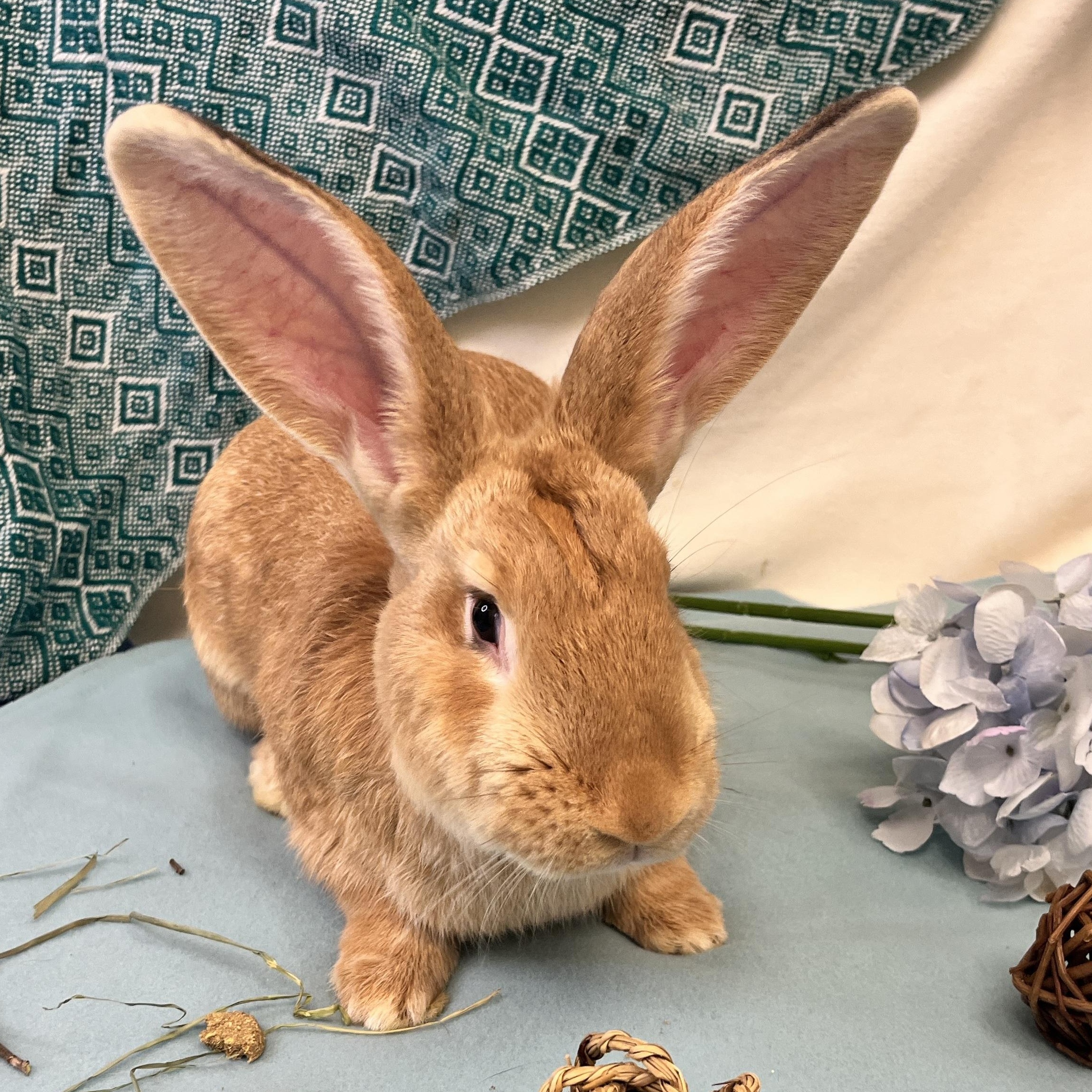 Enlarge Bowie, a ADOPTABLE mixed breed in Oakland, CA image 1/6