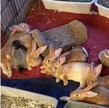 Enlarge Bowie, a ADOPTABLE mixed breed in Oakland, CA image 6/6