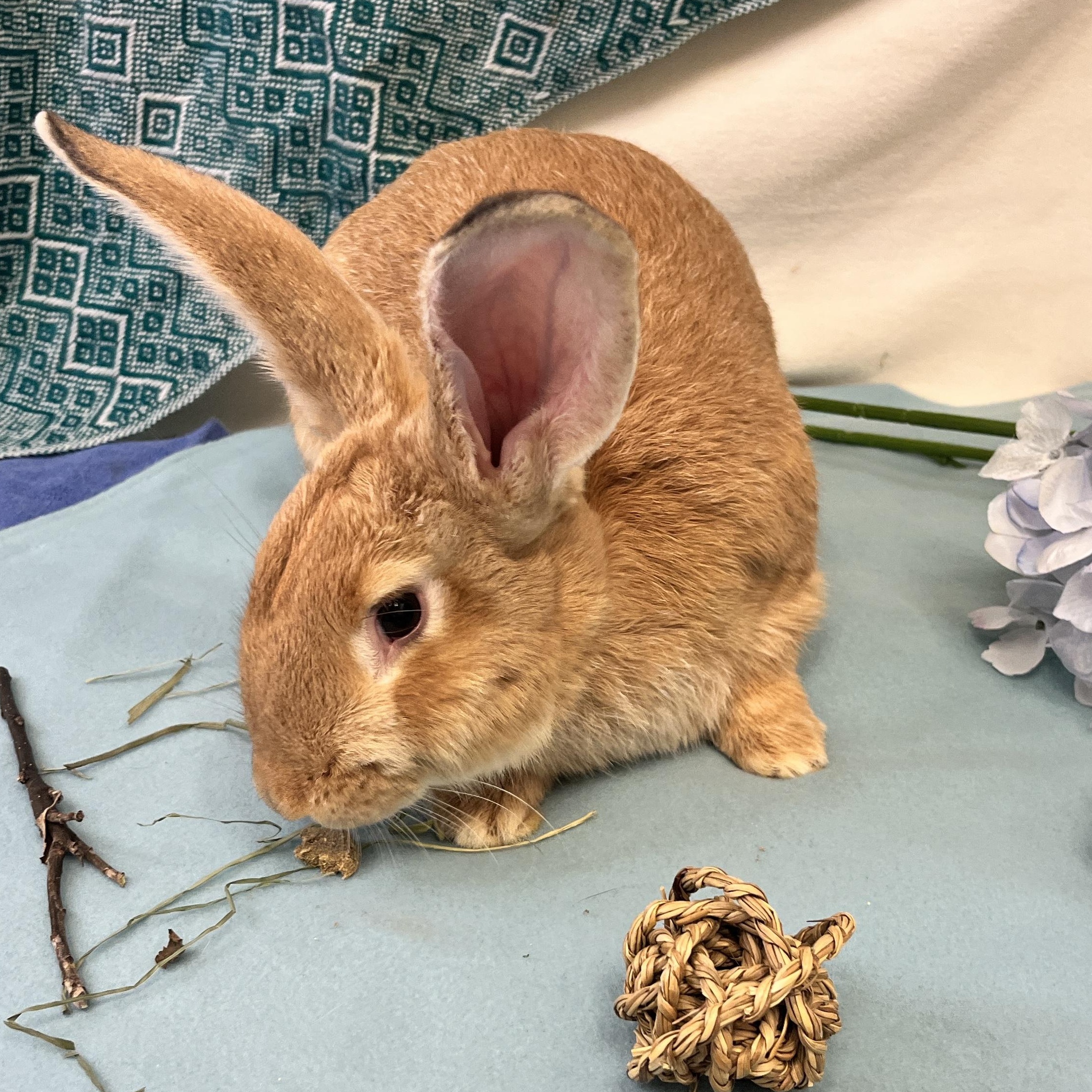 Enlarge Bowie, a ADOPTABLE mixed breed in Oakland, CA image 3/6