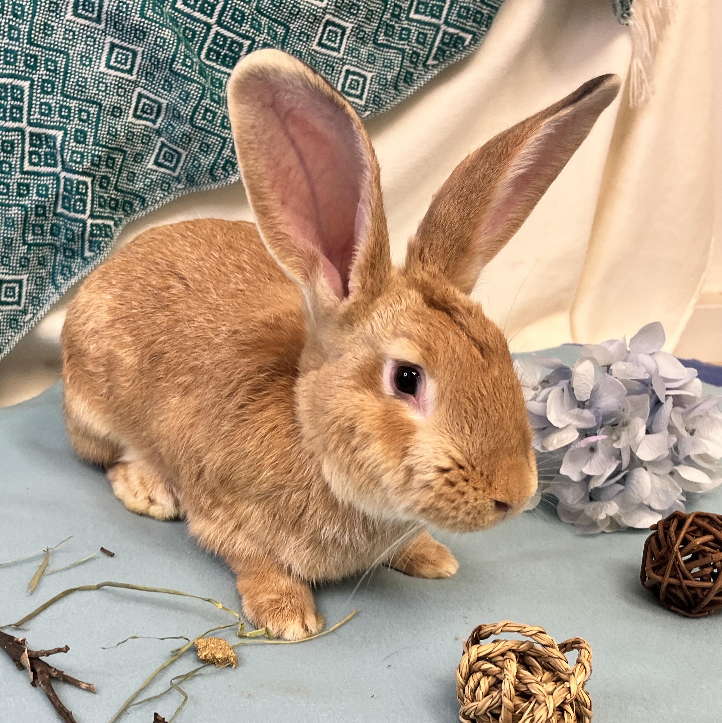 Enlarge Bowie, a ADOPTABLE mixed breed in Oakland, CA image 4/6