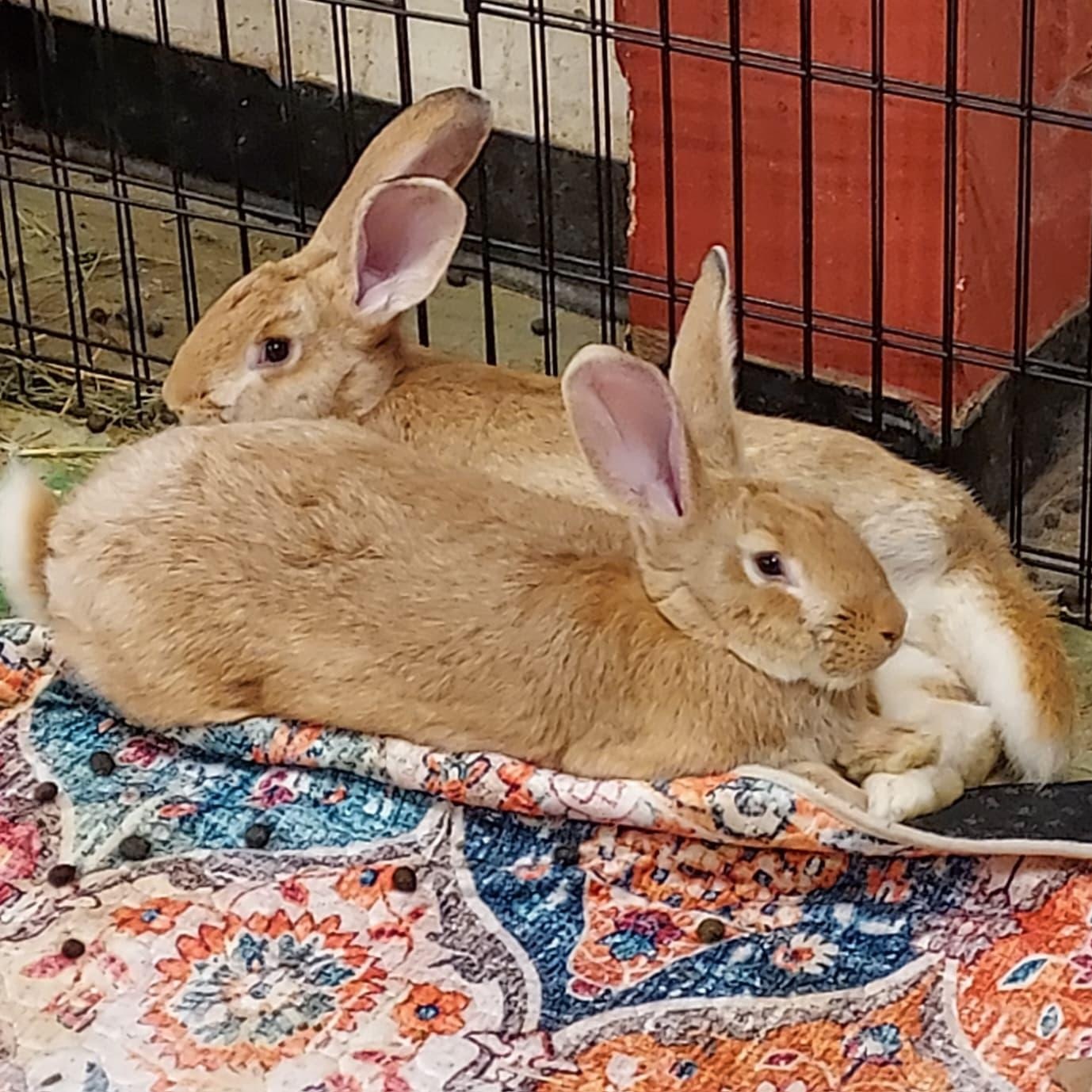 Enlarge Bowie, a ADOPTABLE mixed breed in Oakland, CA image 5/6