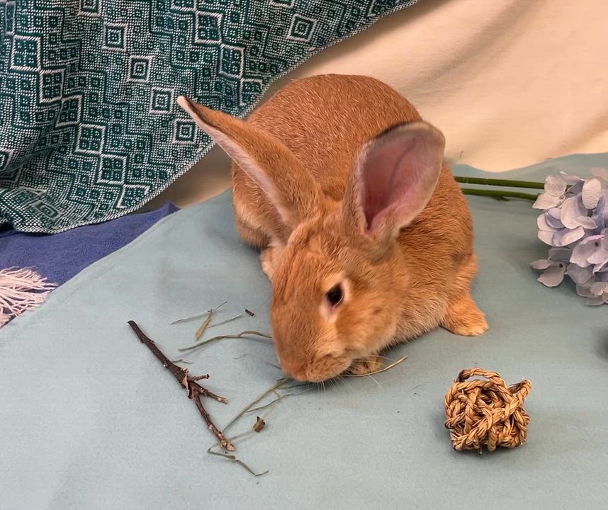 Enlarge Bowie, a ADOPTABLE mixed breed in Oakland, CA video 2/6