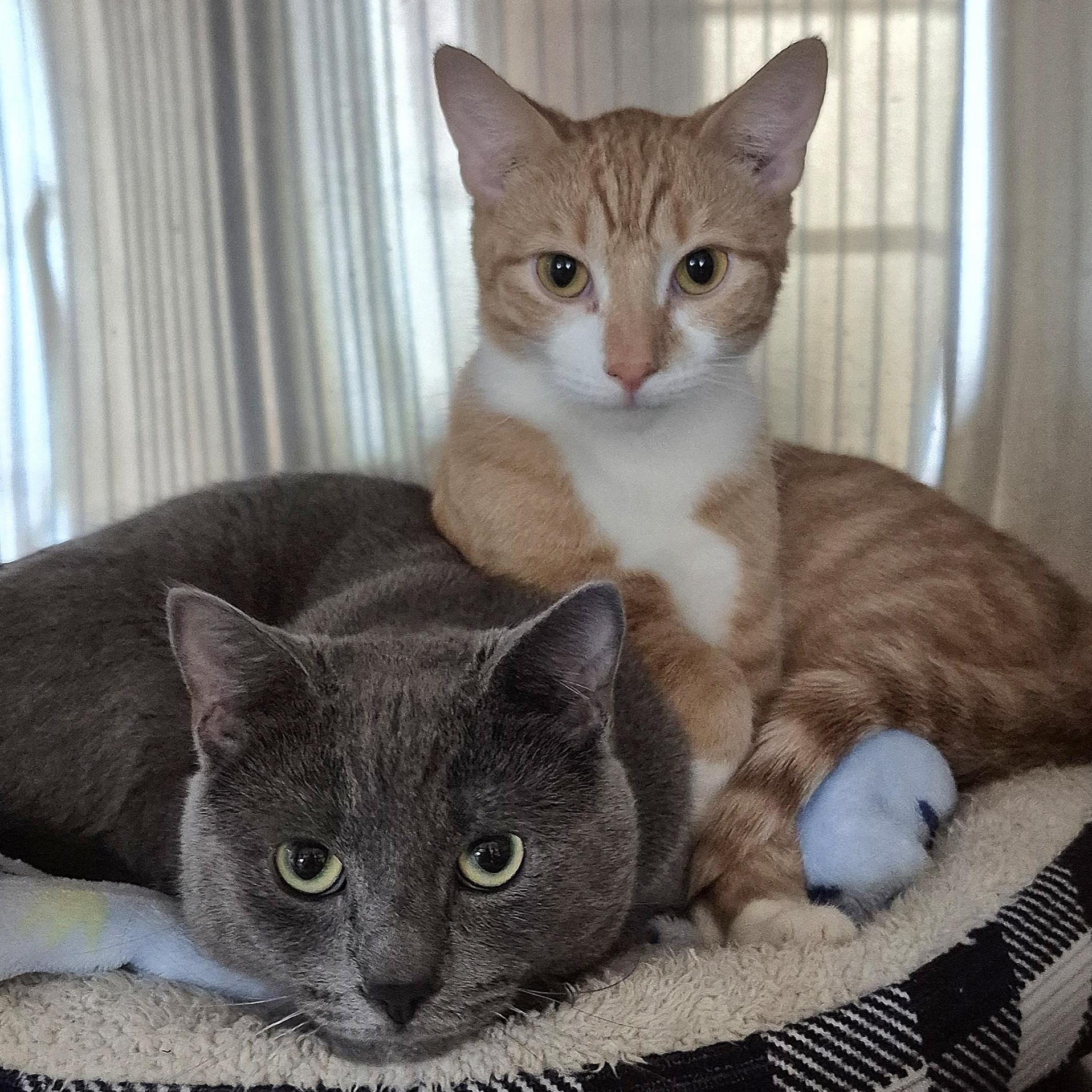 Cinder, a ADOPTABLE Domestic Short Hair in Tioga, PA image 3/6