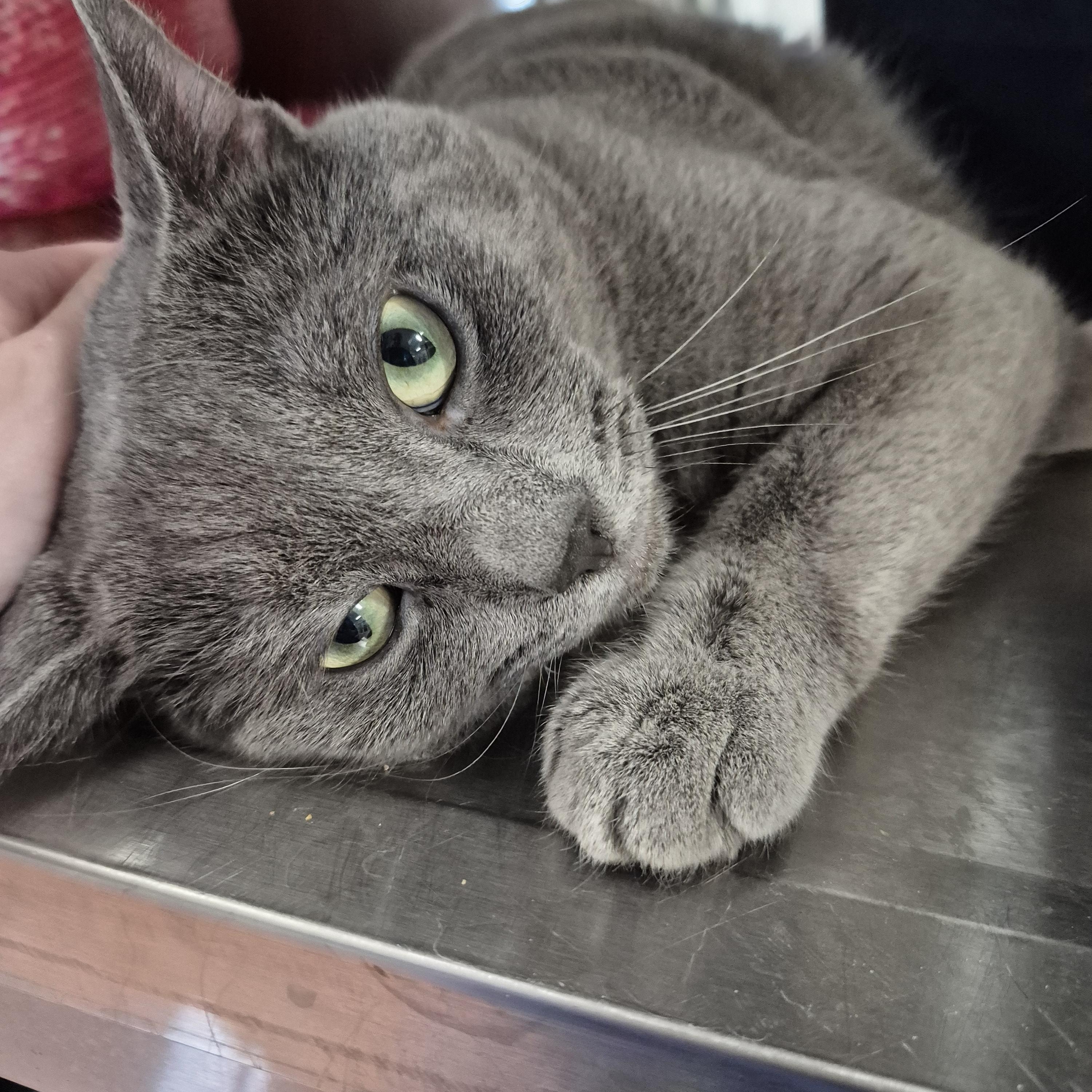 Cinder, a ADOPTABLE Domestic Short Hair in Tioga, PA image 5/6
