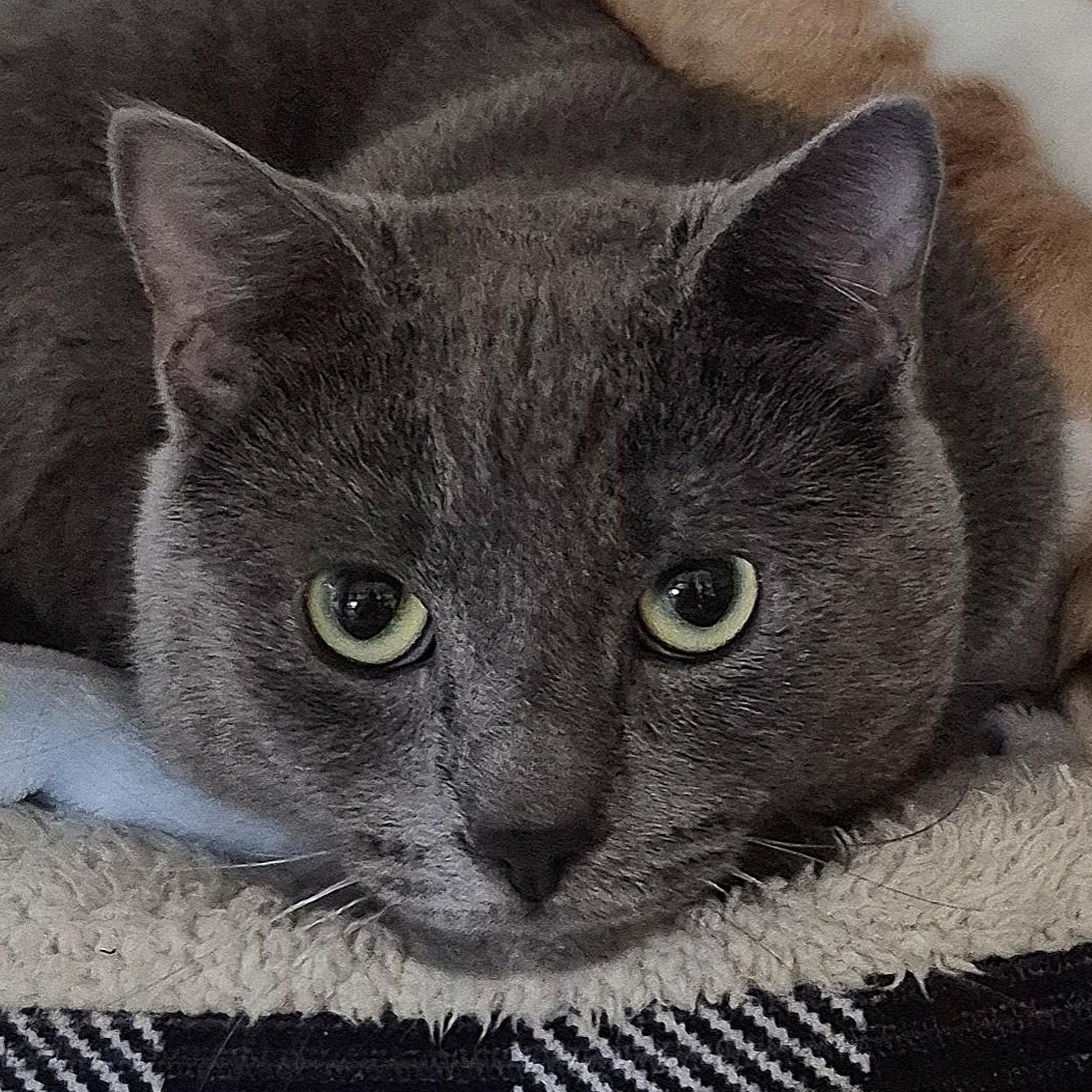 Cinder, ADOPTABLE, Young Male Domestic Short Hair.