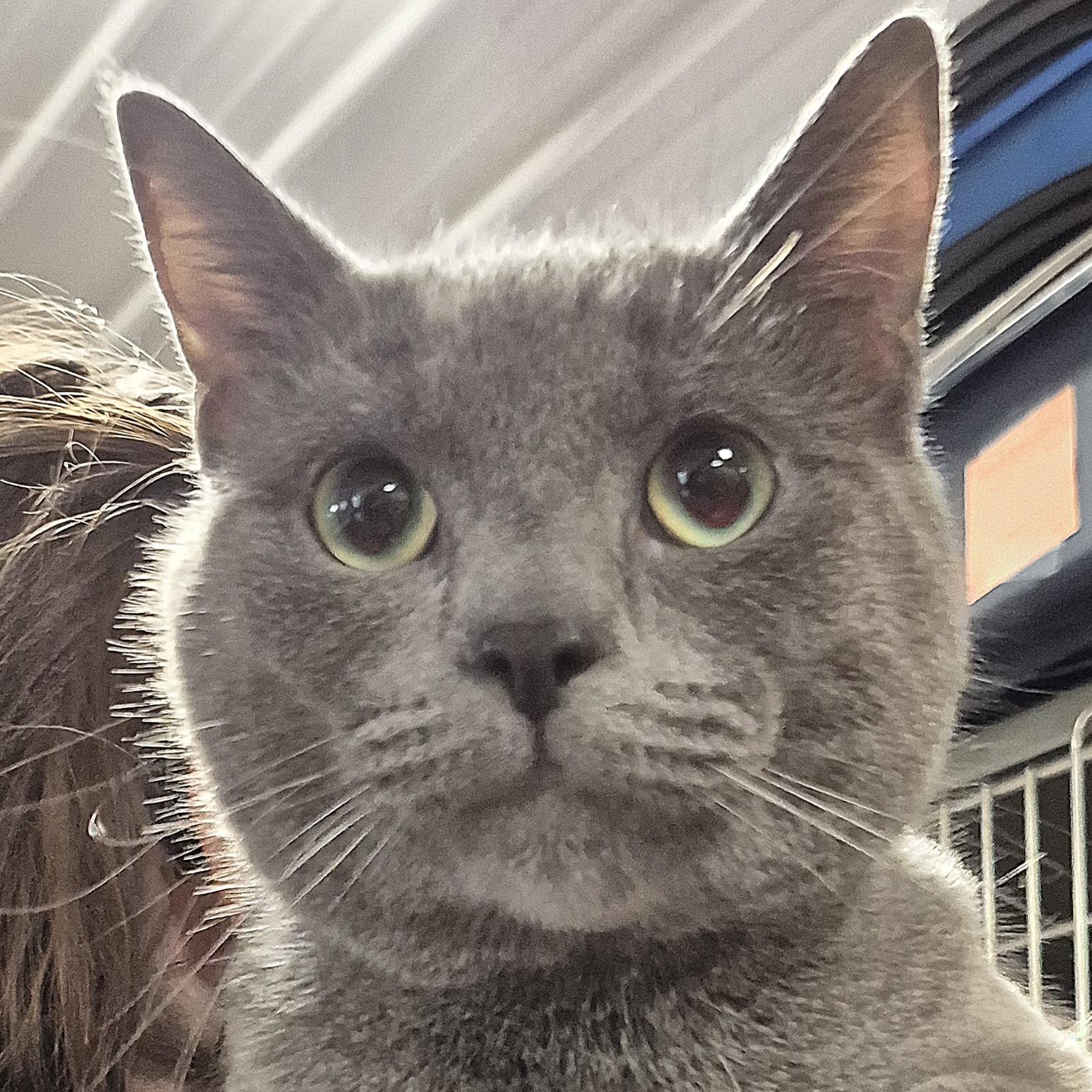 Cinder, a ADOPTABLE Domestic Short Hair in Tioga, PA image 2/6