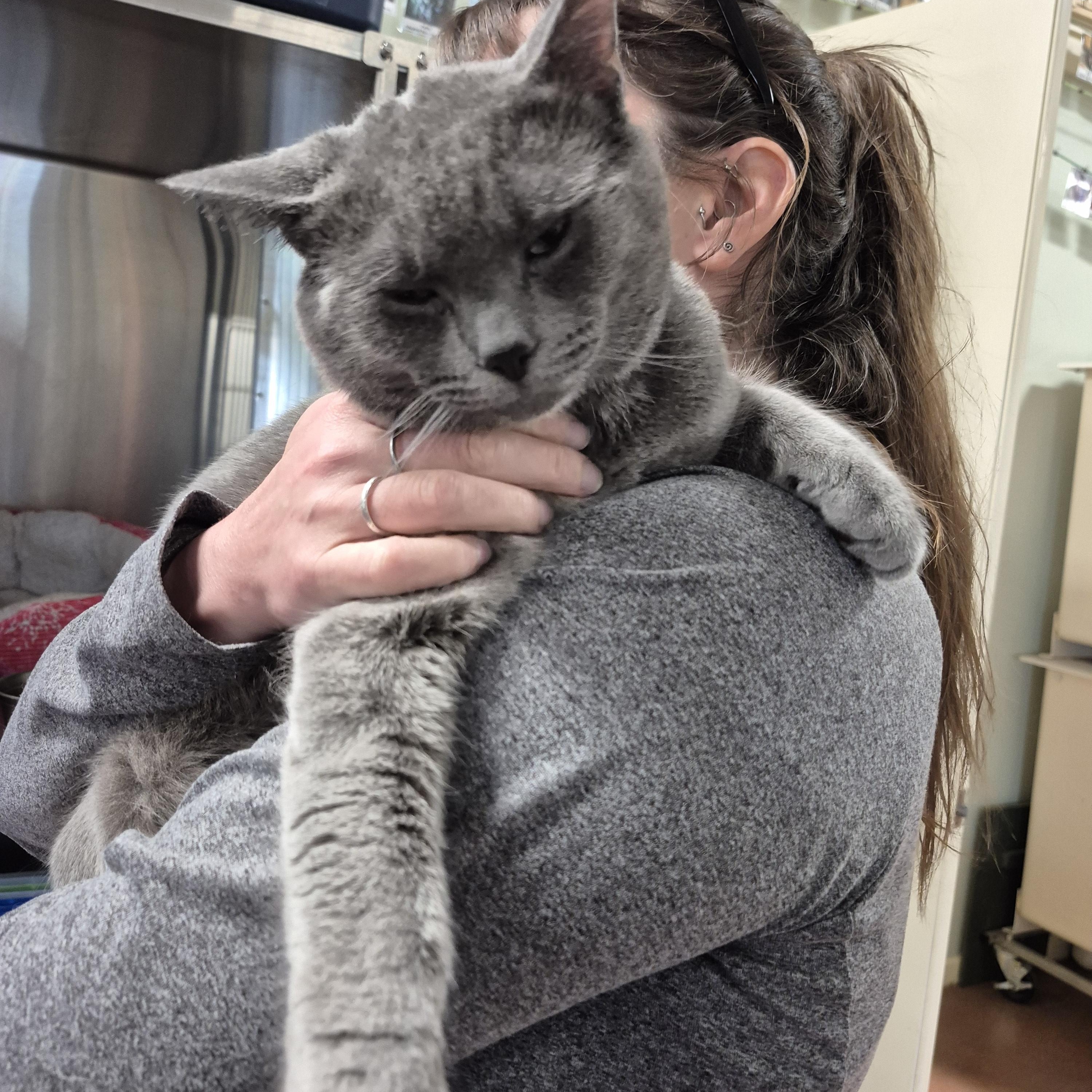 Cinder, a ADOPTABLE Domestic Short Hair in Tioga, PA image 4/6