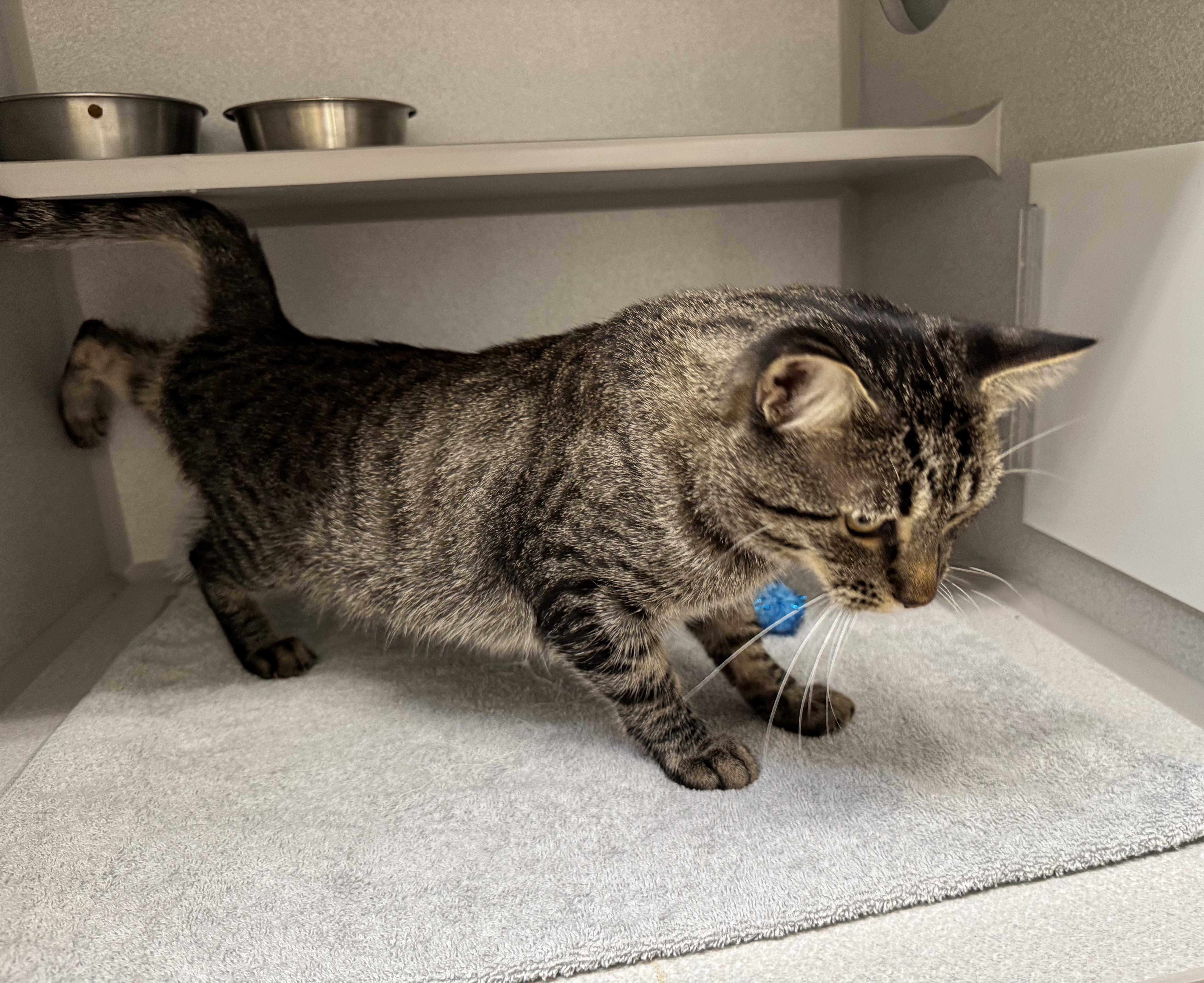 Enlarge *Finn, a Adoptable mixed breed in Red Bluff, CA image 4/6