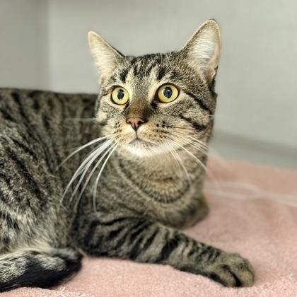 Enlarge *Finn, a Adoptable mixed breed in Red Bluff, CA image 6/6