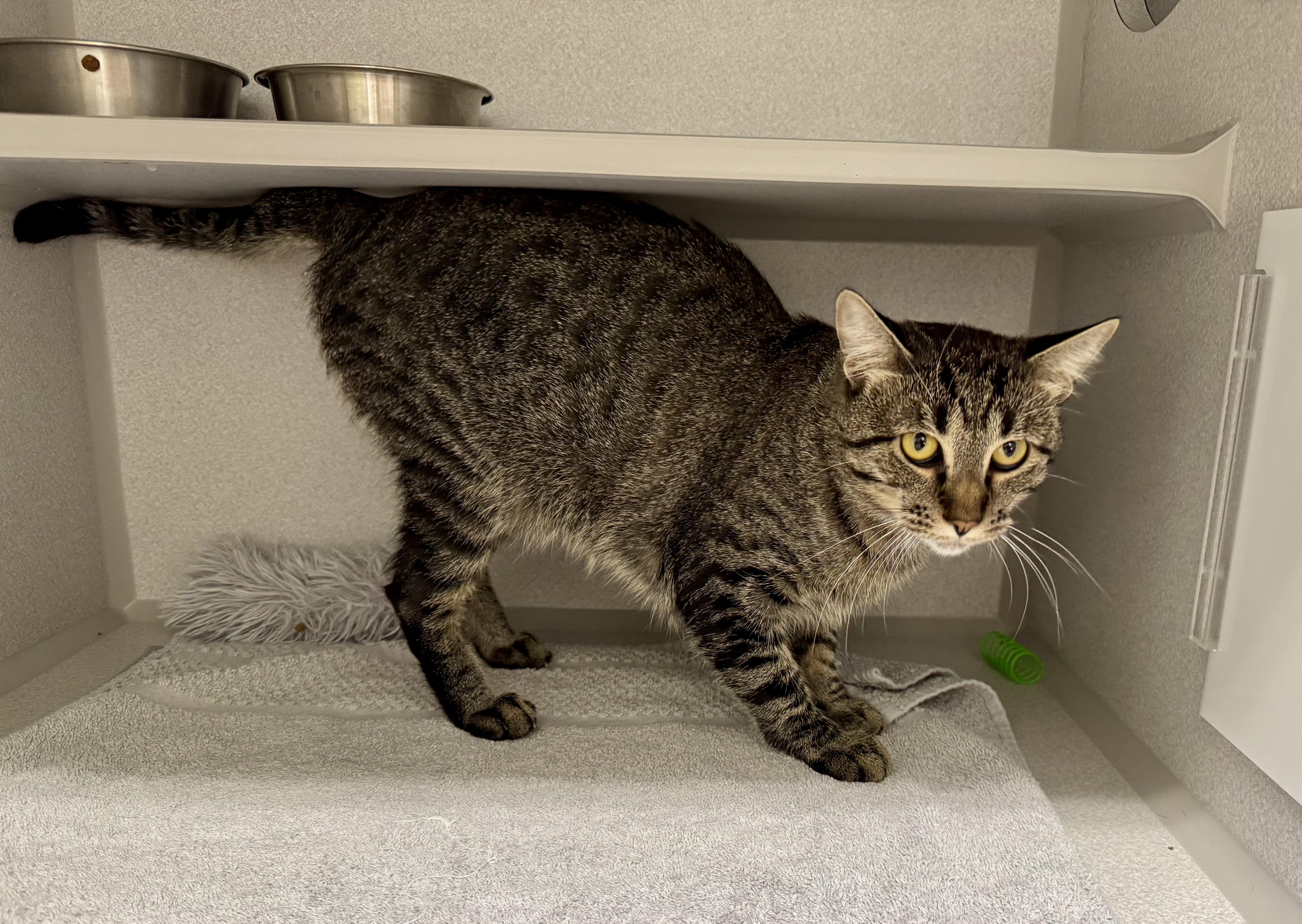 Enlarge *Finn, a Adoptable mixed breed in Red Bluff, CA image 3/6