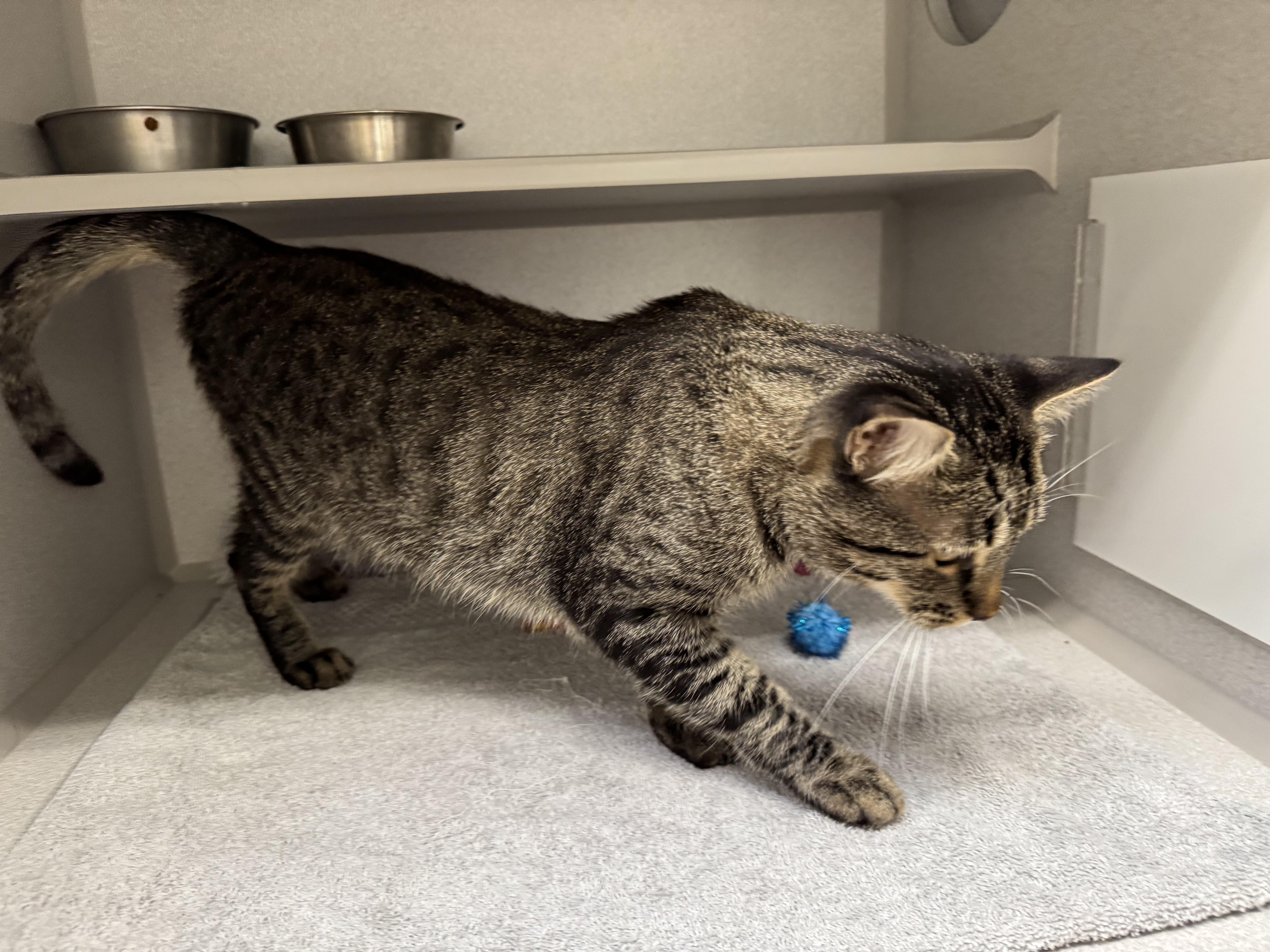 Enlarge *Finn, a Adoptable mixed breed in Red Bluff, CA image 5/6