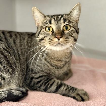 Enlarge *Finn, a Adoptable mixed breed in Red Bluff, CA image 1/6