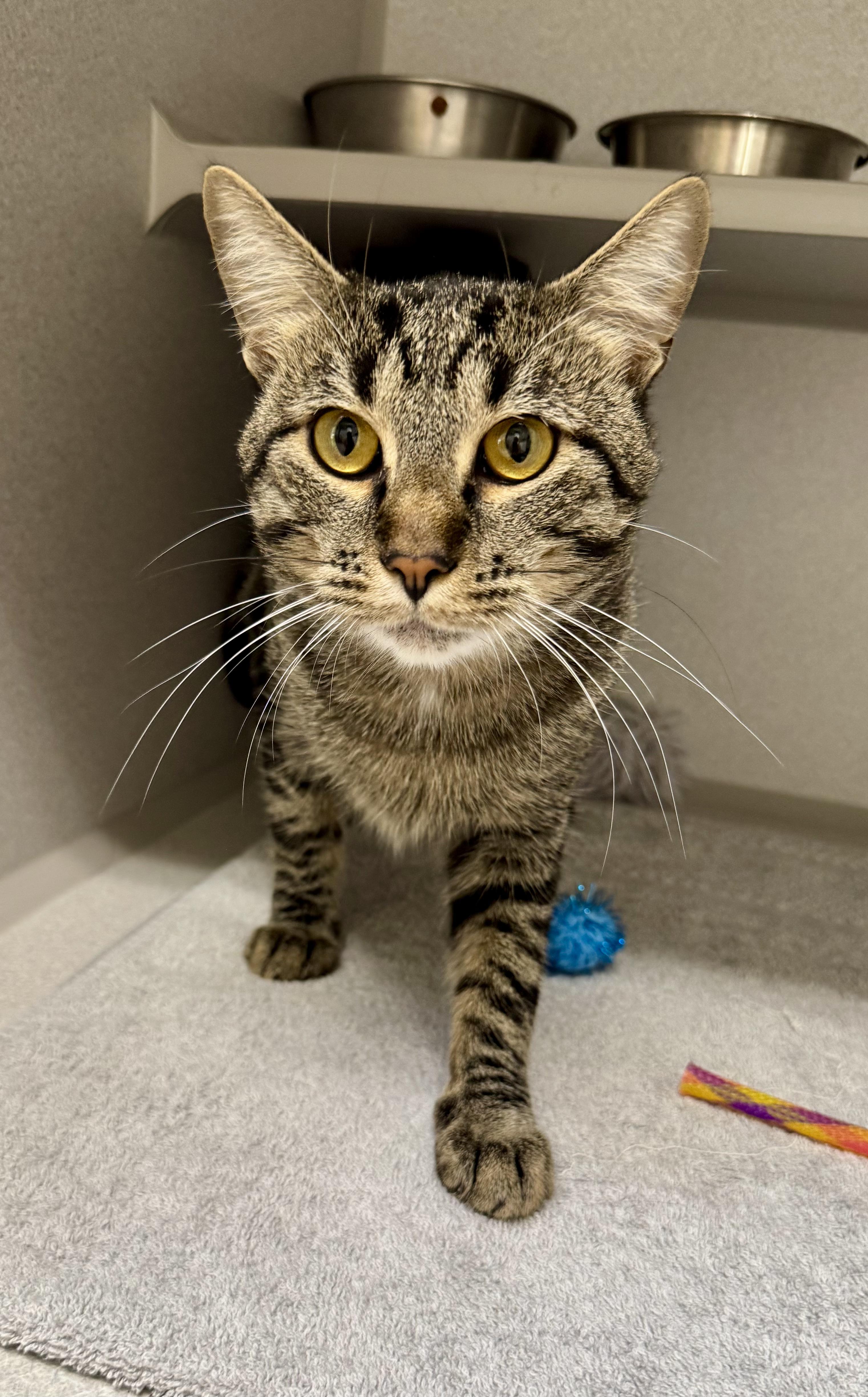 Enlarge *Finn, a Adoptable mixed breed in Red Bluff, CA image 2/6