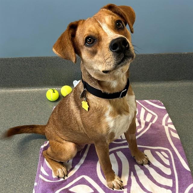 BASHFUL, Adoptable, Young Female Australian Cattle Dog / Blue Heeler & Mixed Breed.
