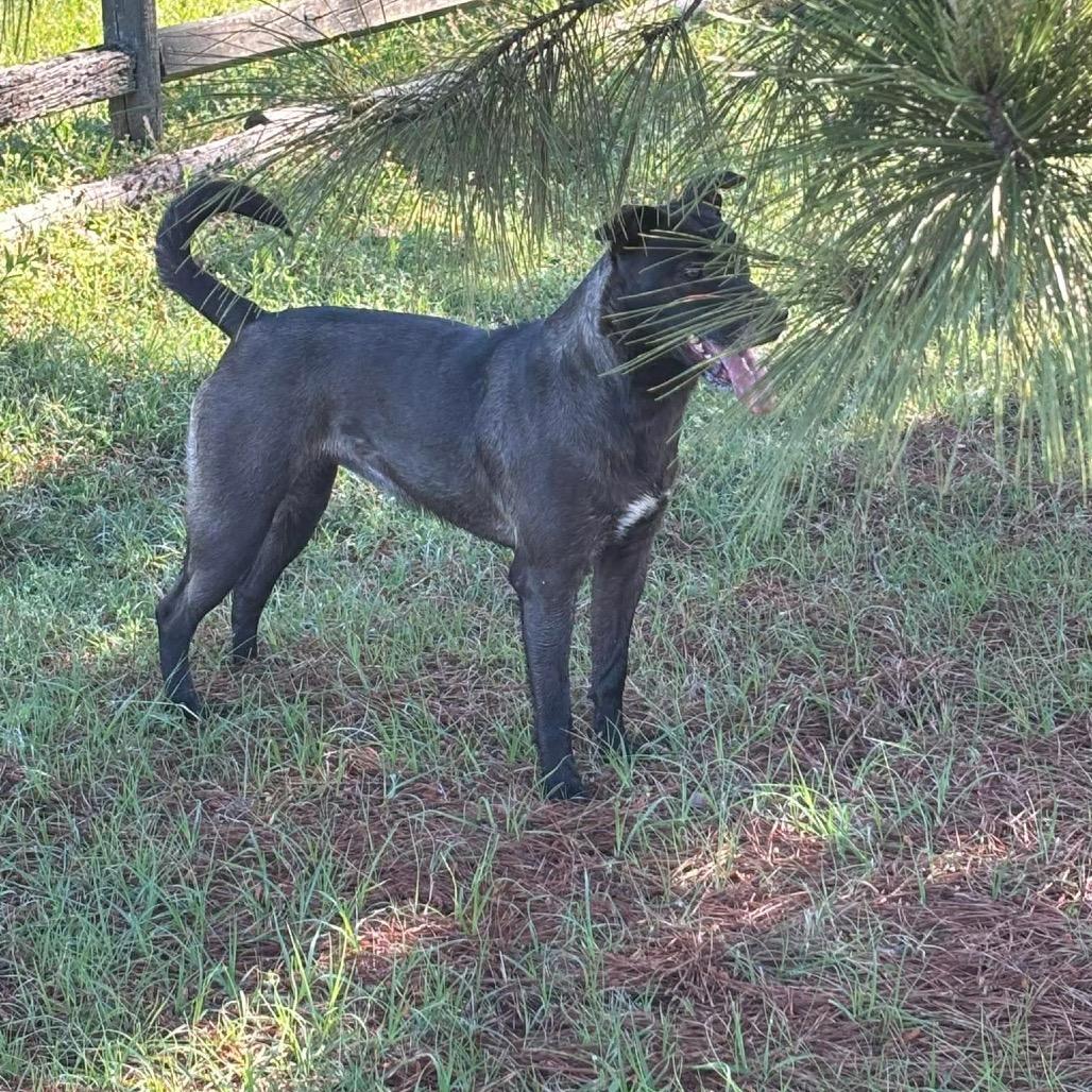 Enlarge Dolly, a Adoptable mixed breed in Wadena, MN image 1/6