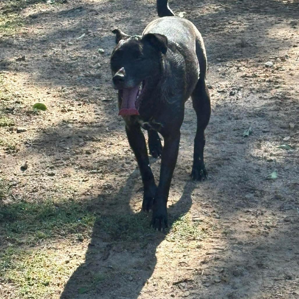 Enlarge Dolly, a Adoptable mixed breed in Wadena, MN image 2/6