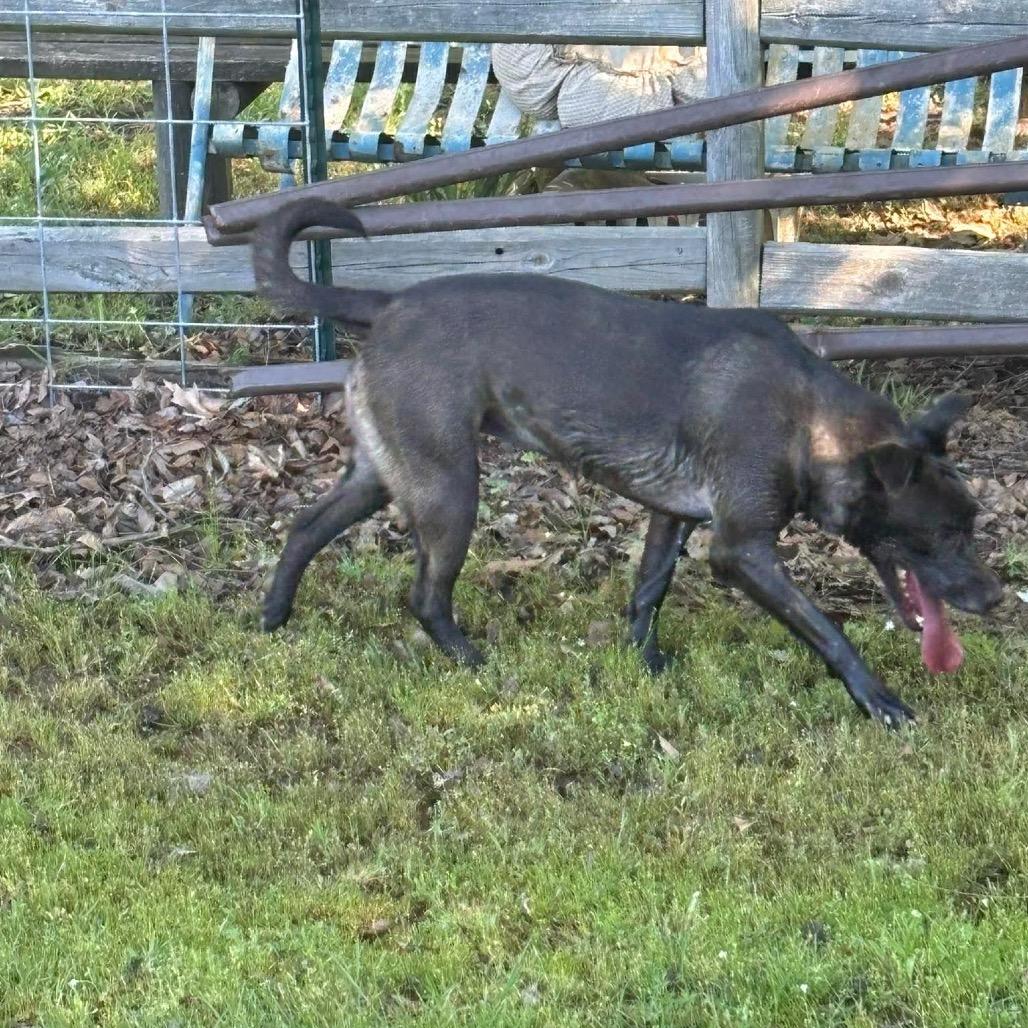 Enlarge Dolly, a Adoptable mixed breed in Wadena, MN image 4/6