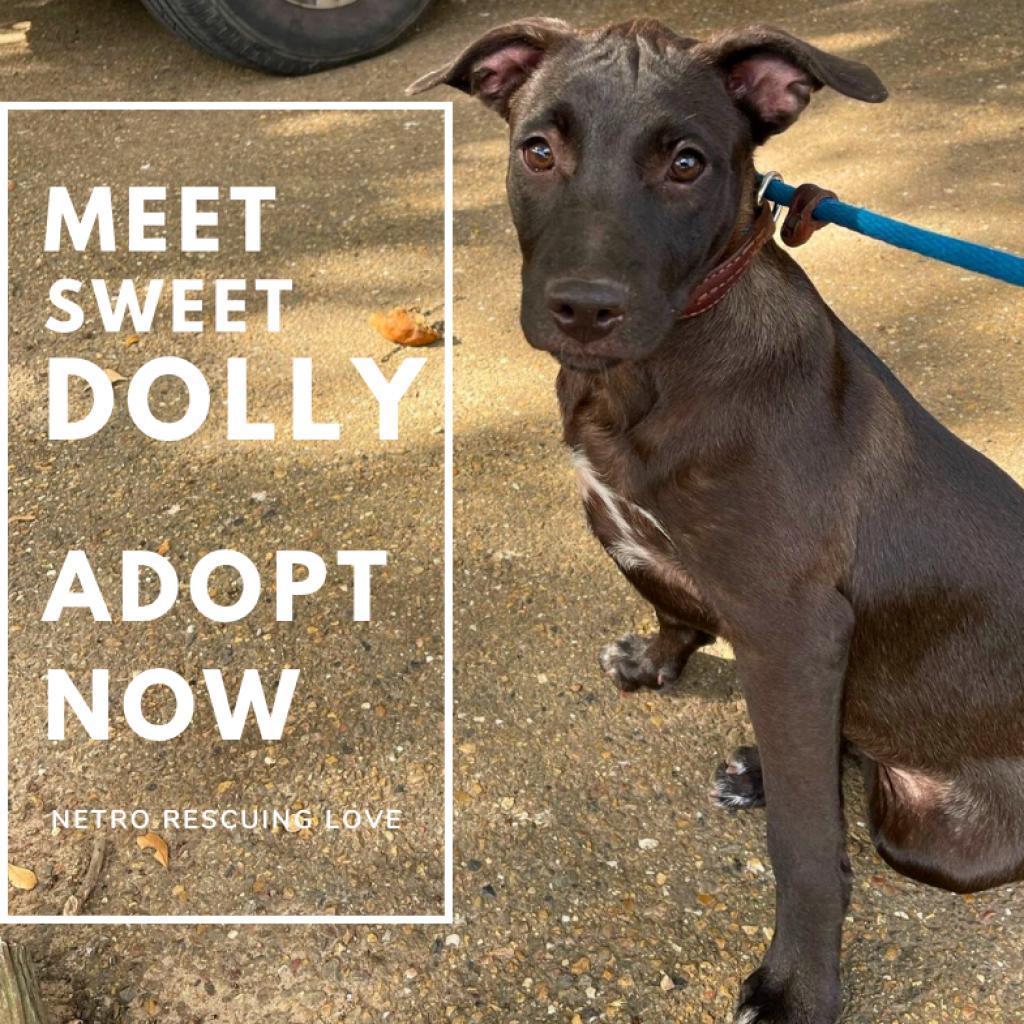 Dolly, a Adoptable mixed breed in Wadena, MN image 2/3