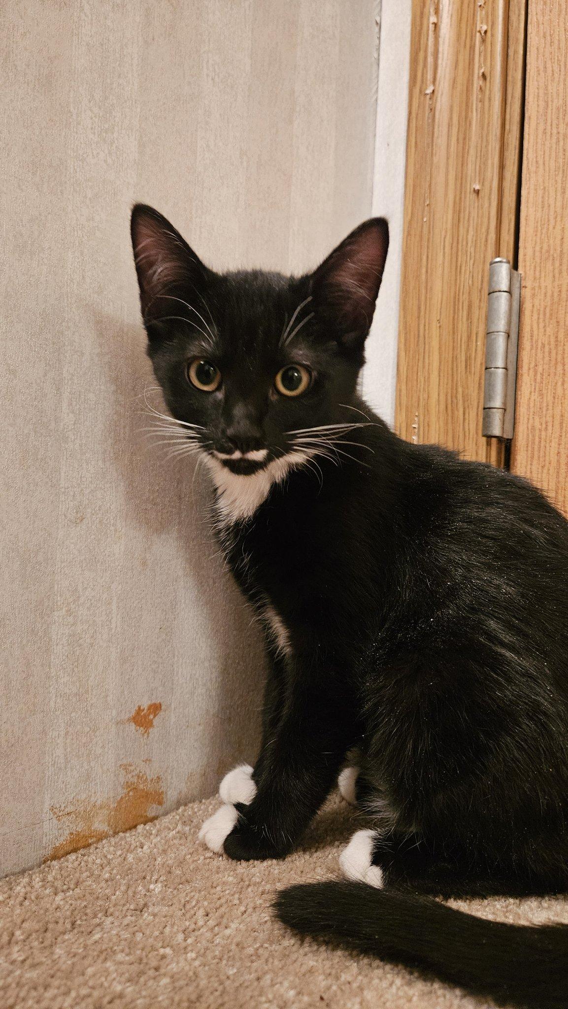 CHARLIE, an adoptable Domestic Short Hair in Cedaredge, CO, 81413 | Photo Image 3