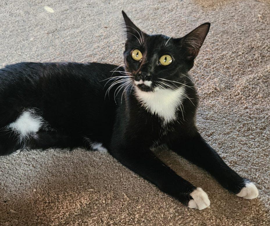 CHARLIE, an adoptable Domestic Short Hair in Cedaredge, CO, 81413 | Photo Image 2