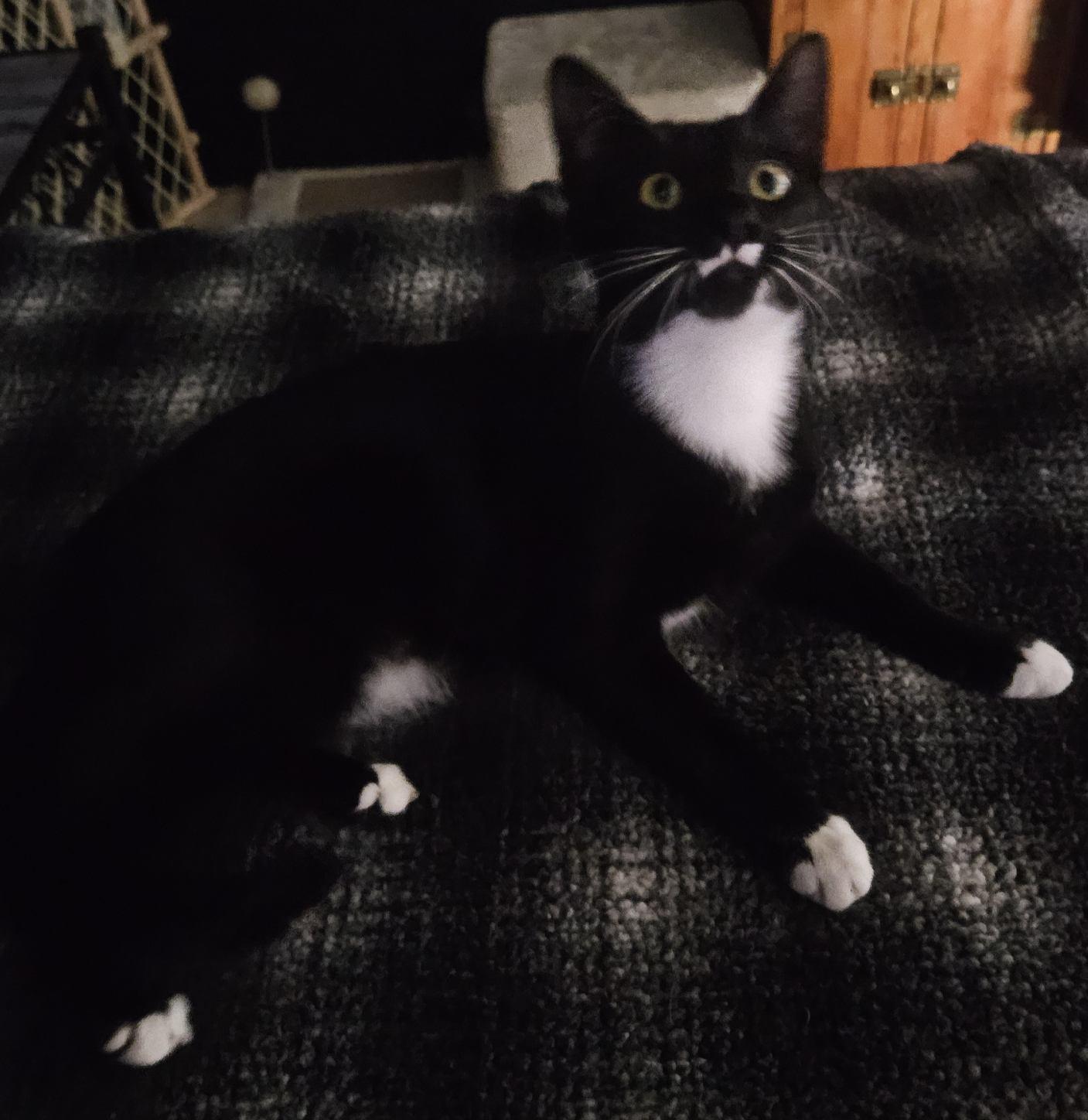 CHARLIE, a Adoptable mixed breed in Cedaredge, CO image 5/5