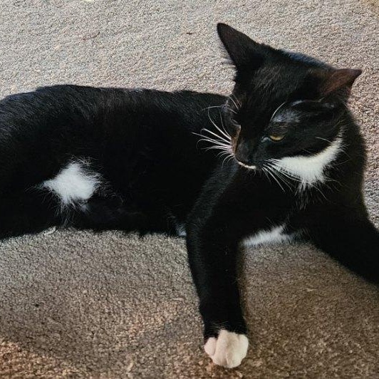 CHARLIE, Adoptable, Young Female Domestic Short Hair.